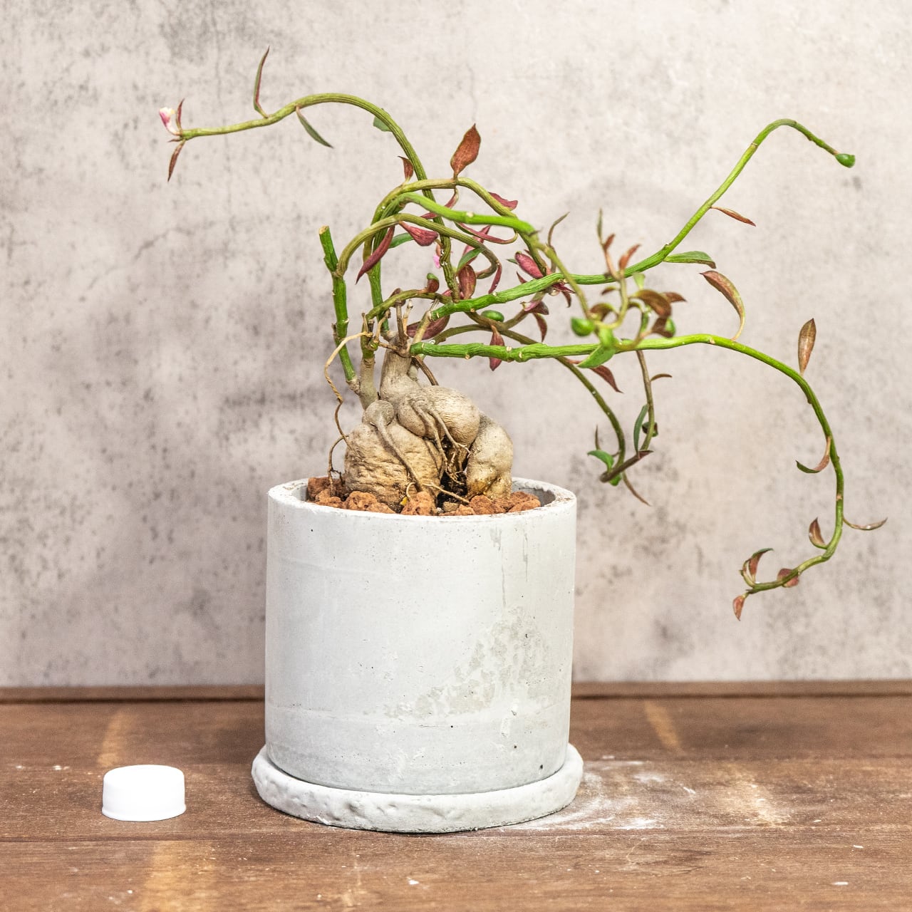 個性的な塊根植物 モナデウム・ルベルム 手づくりモルタル鉢仕立て インテリアに映える造形美をお楽しみください｜虫発生抑制【全国一律送料850円】