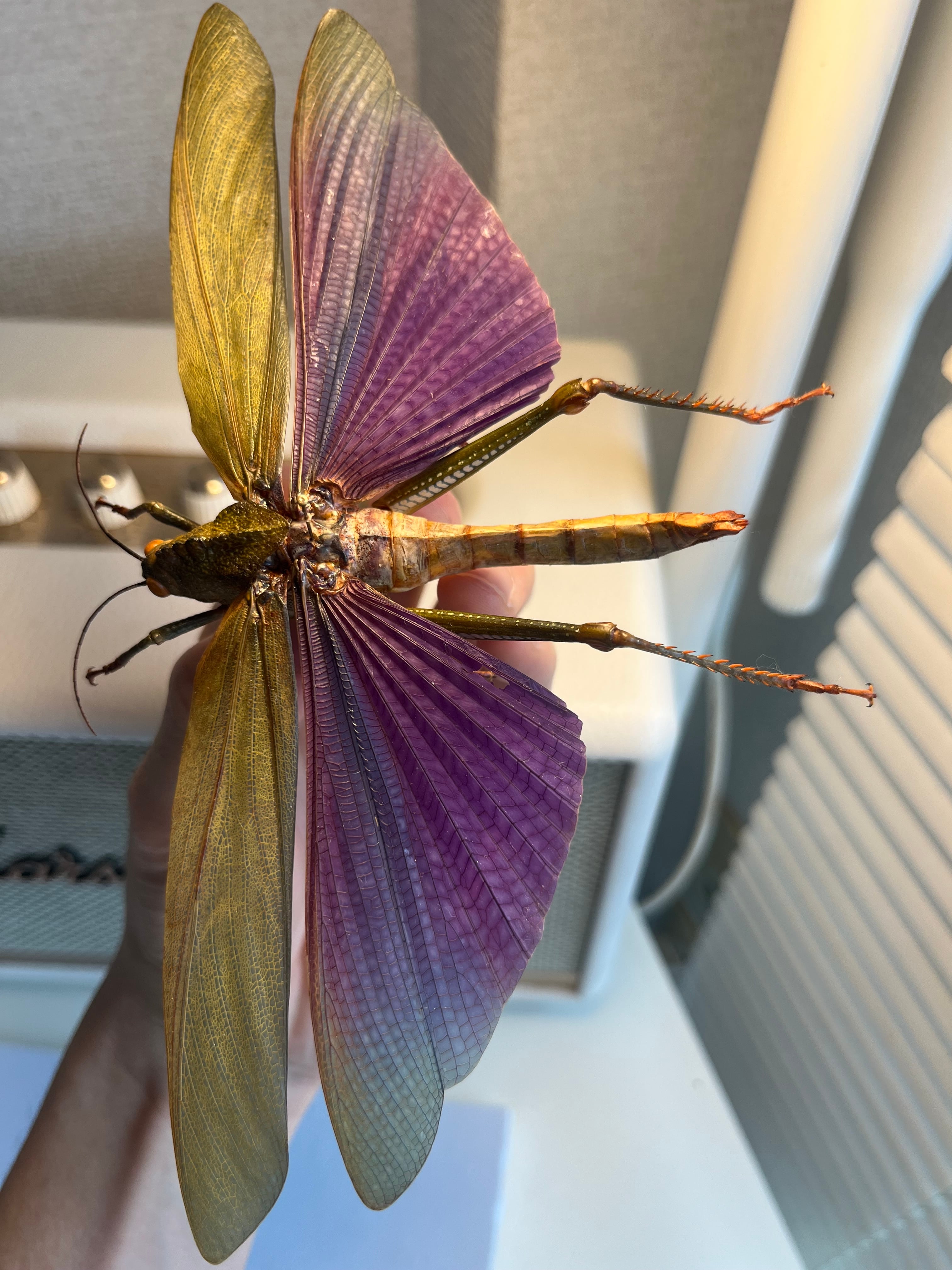飛蝗最大級】シタムラサキオオバッタ 昆虫標本 直翅類 カマキリ