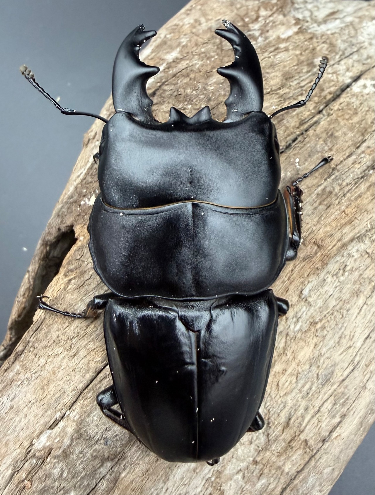 【WD】《アルキデスヒラタ ベンク－ル産 81mm（胸幅35mm） ペア》