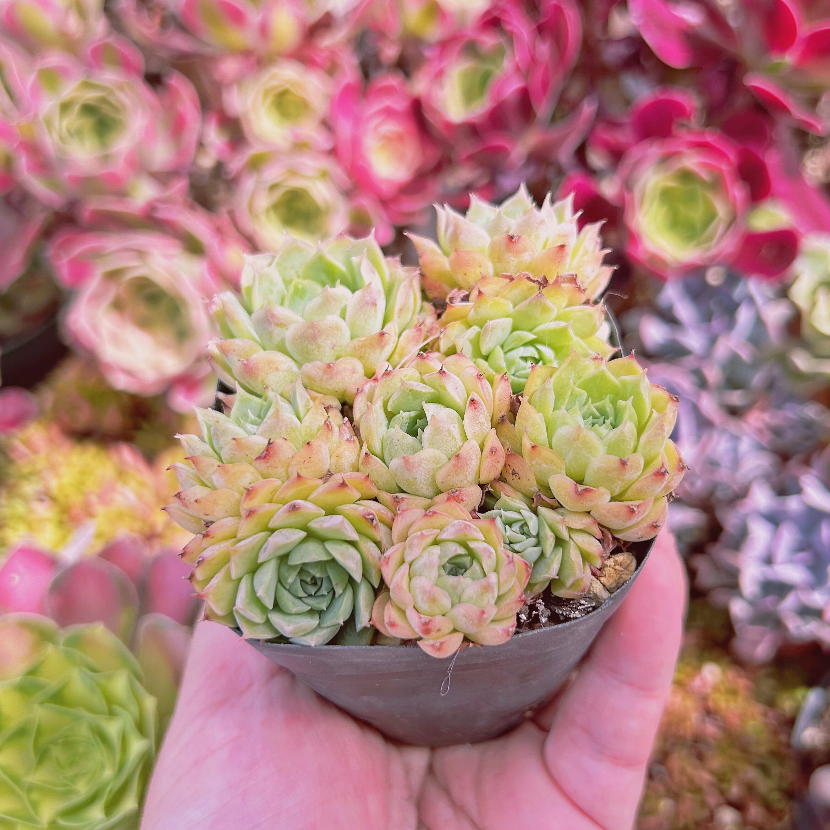 925現物 多肉植物 シャルローズ 抜き苗 | るる農園~多肉植物専門