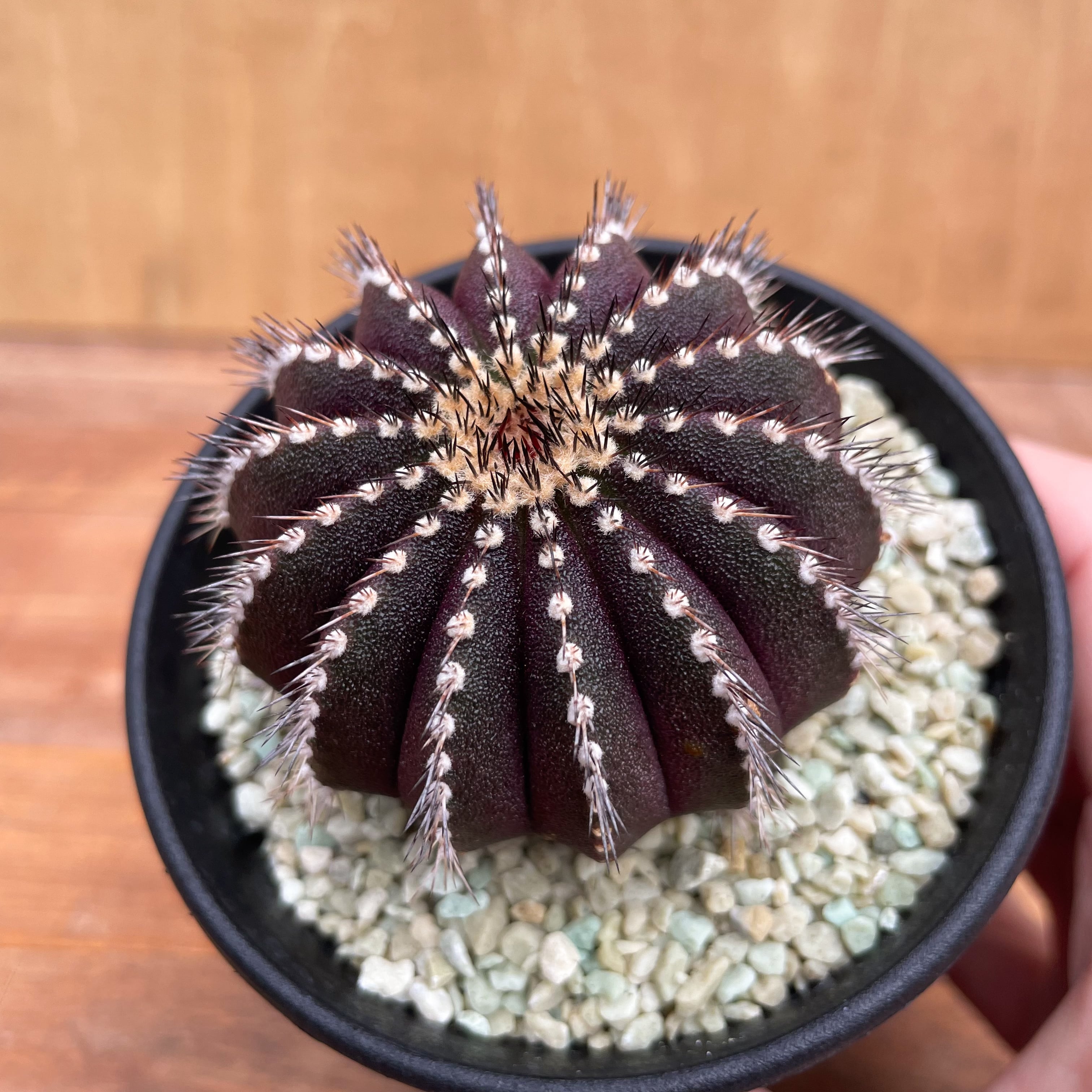 Uebelmannia pectinifera【ユーベルマニア・ペクチニフェラ・実生 