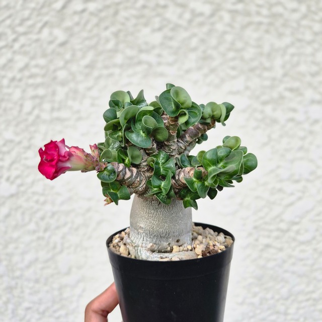 ③八重咲き《 Adenium Arabicum D.H.A Hybrid》アデニウム アラビカム ハイブリッド獅子葉 ドーセットホーン 塊根植物 巻葉