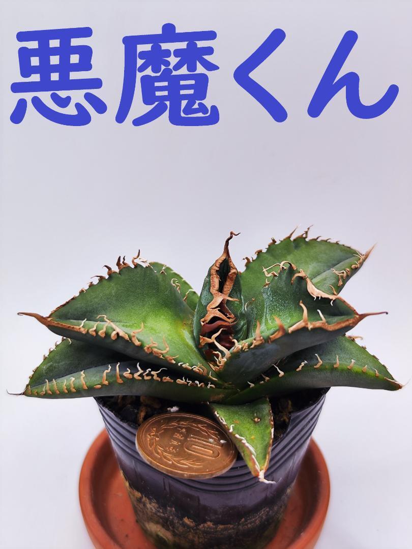 アガベチタノタ悪魔くん Diabo Verde osp産 コレクション株 XK23 悪魔