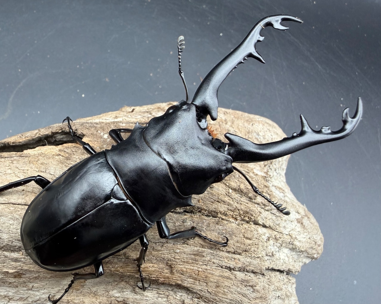 【WD】《 ギラファノコギリ亜種ボロブドゥール 96.5mm ペア》②