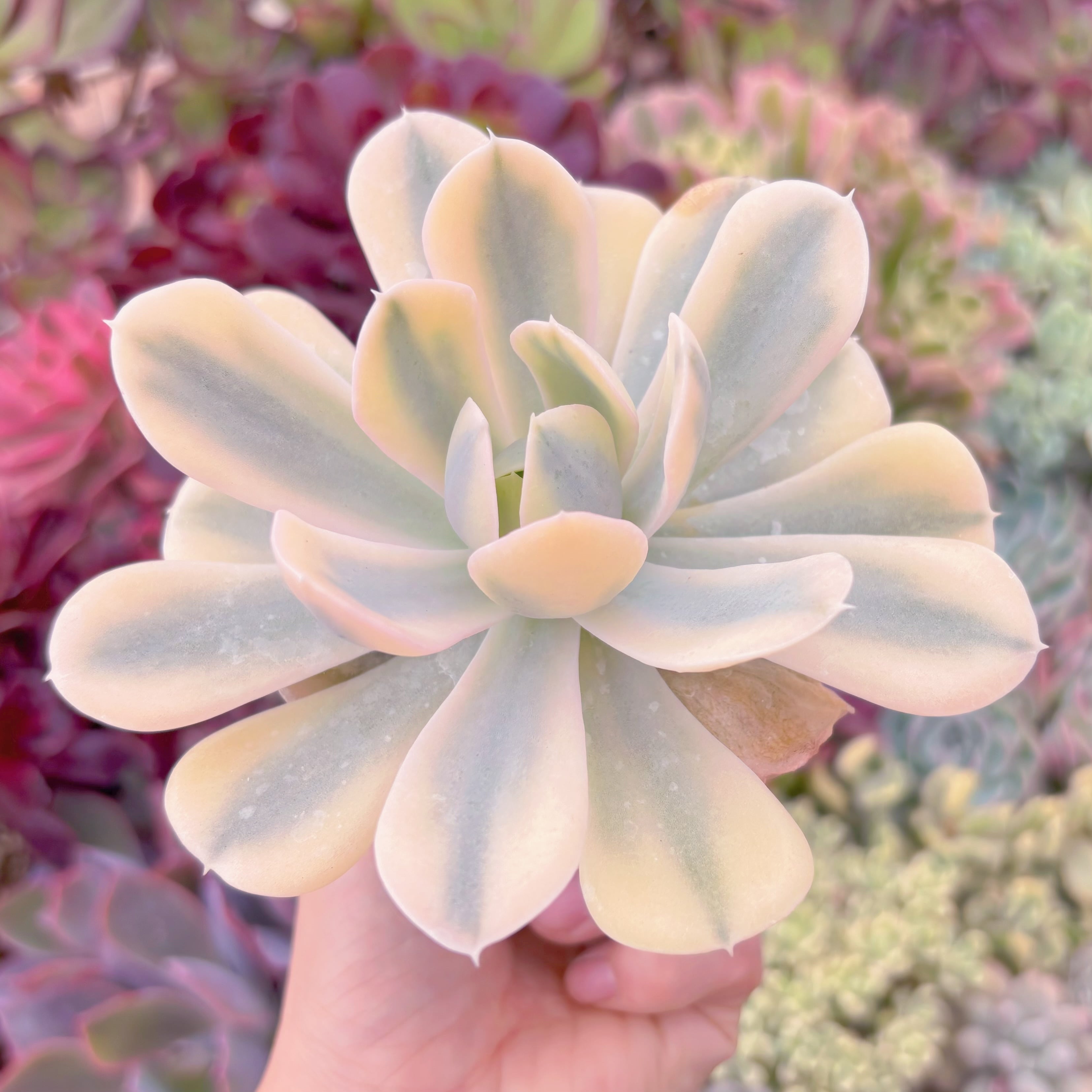 現品　ルヨン二錦#F095　るる農園