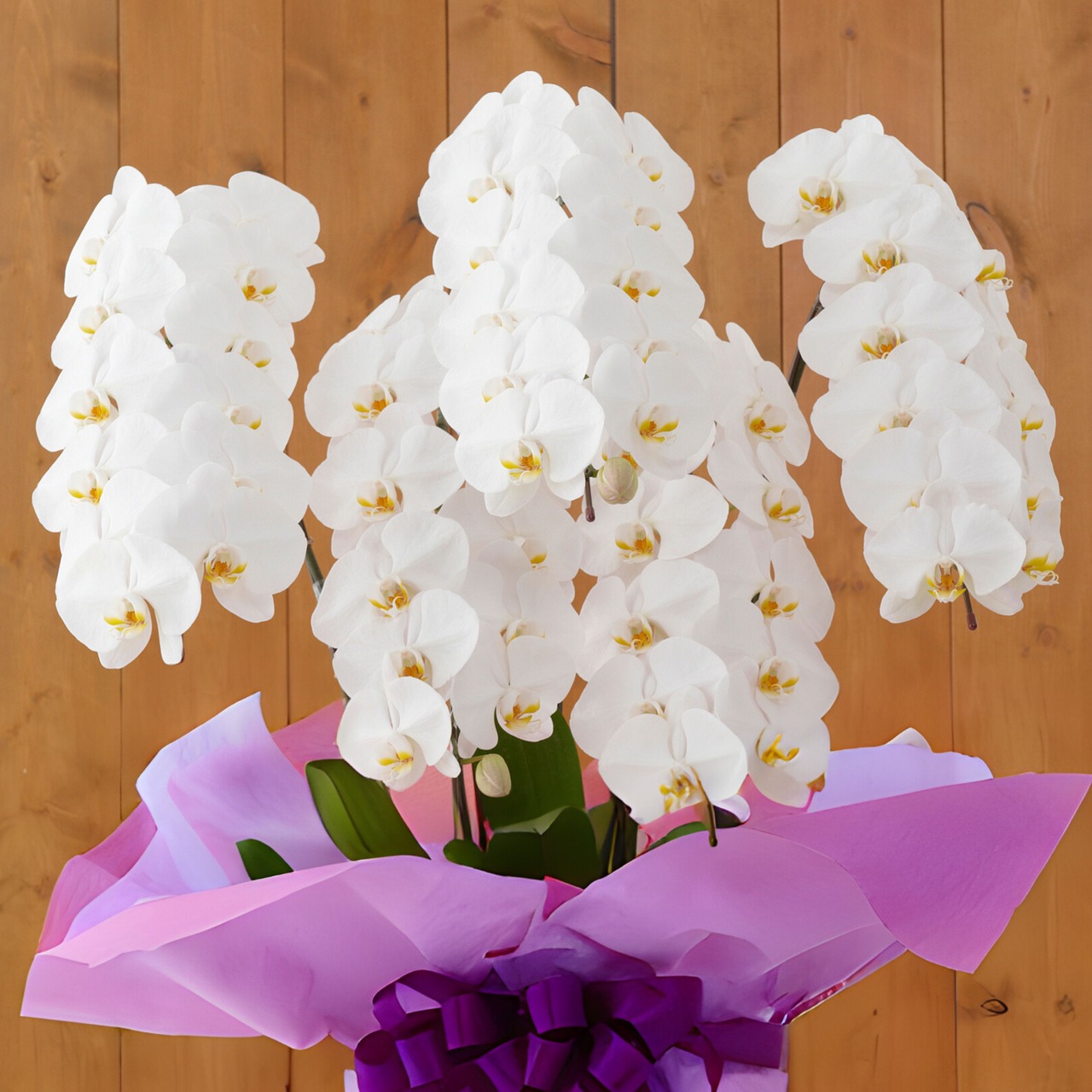 【御供】ミディ胡蝶蘭 白5本立ち・画像2