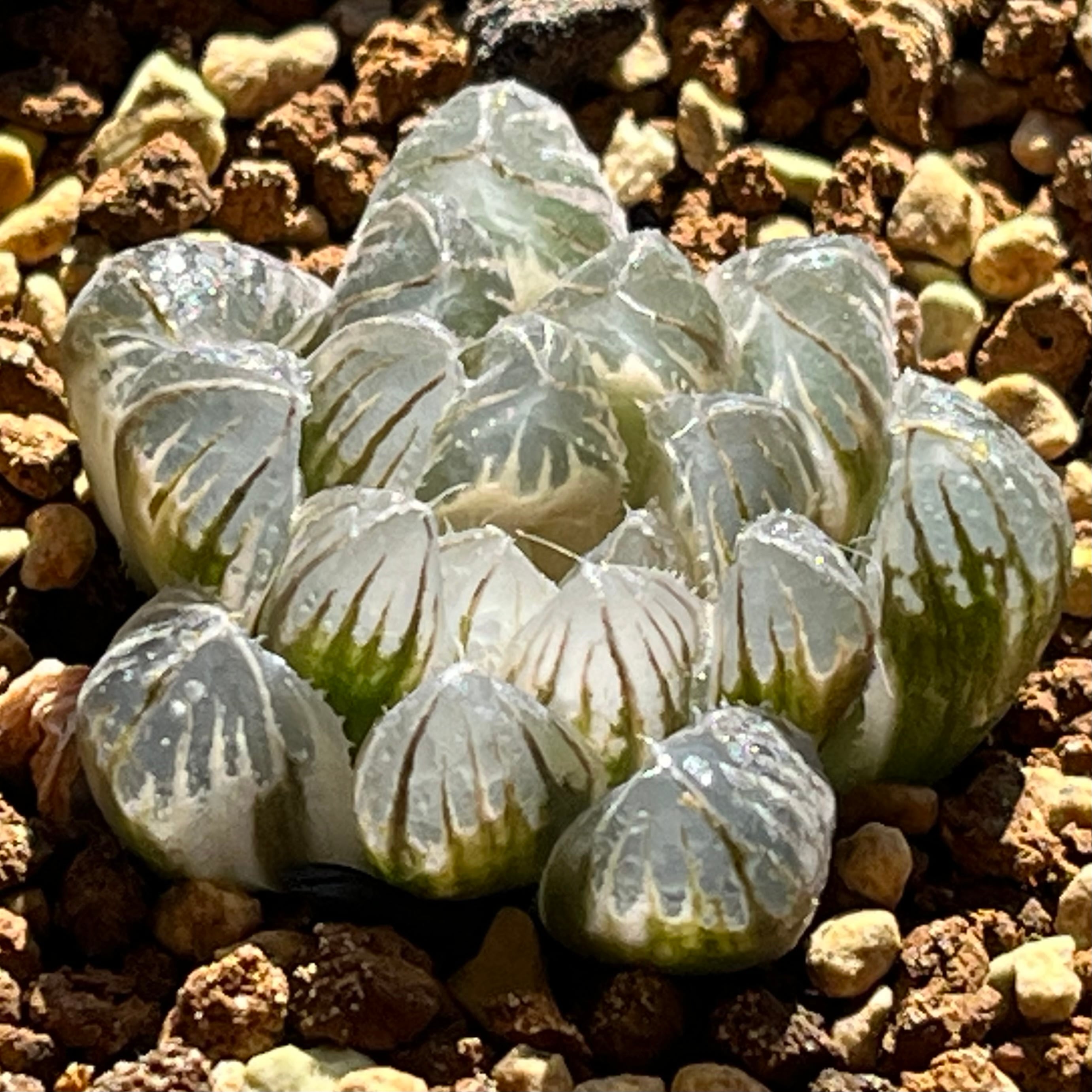 ハオルチア 桜水晶錦 | mocono_plants