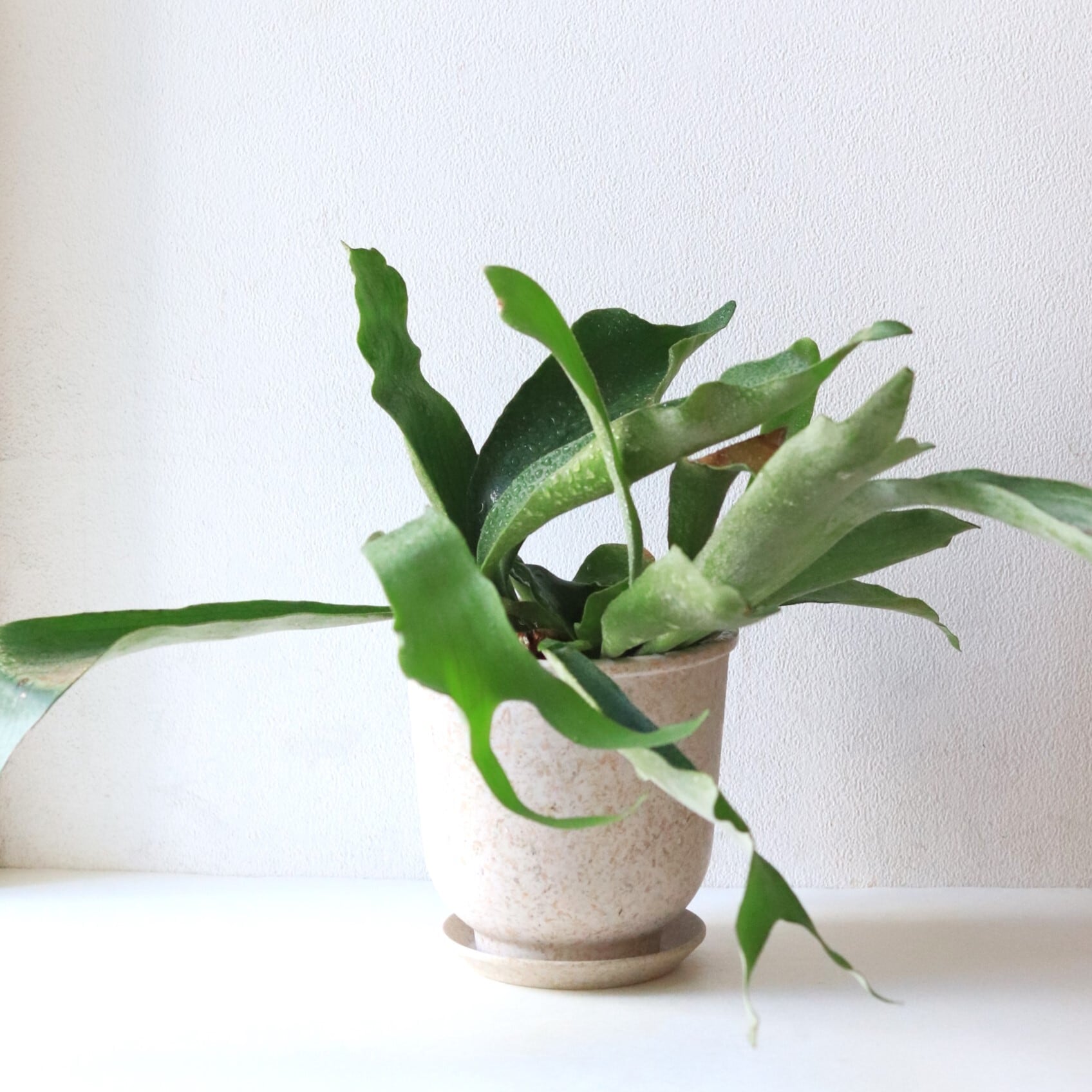 【グリーン】コウモリラン ネザランズ