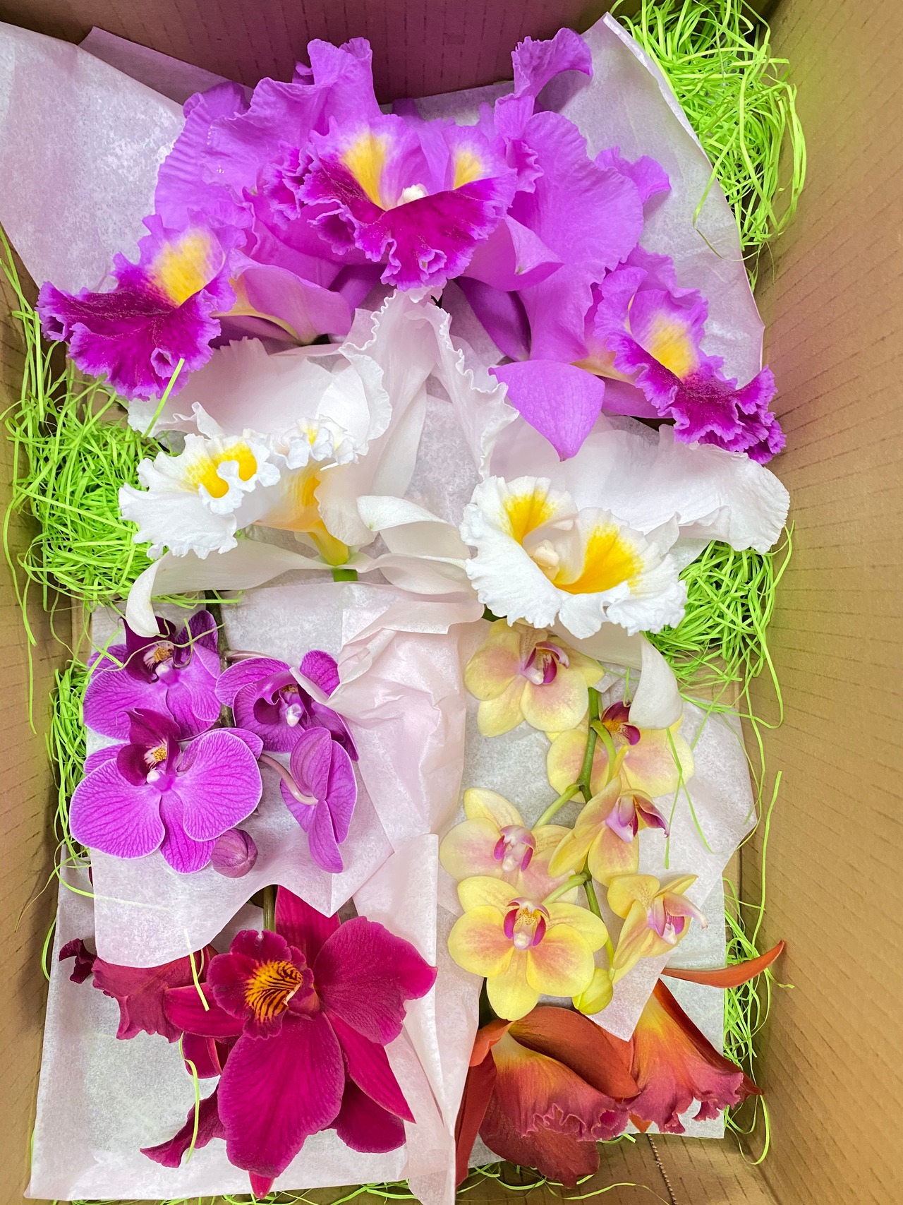 お花好きさんのための洋ラン切り花セット M | たがみオーキッド 