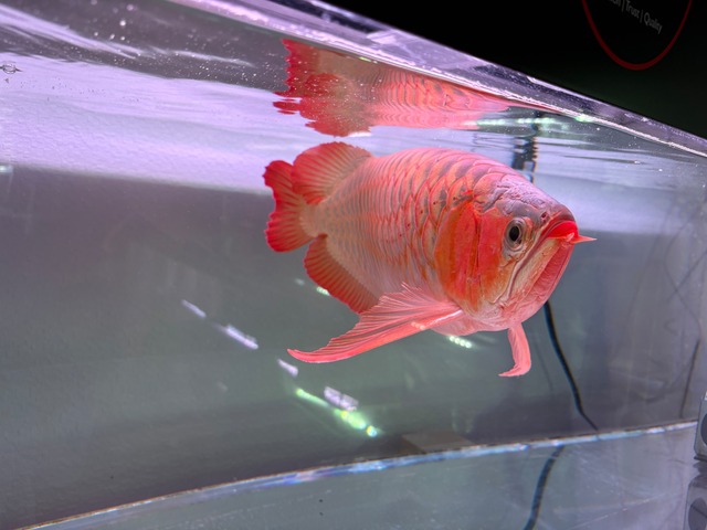 Brother RED 55cm スーパーレッド　看板魚