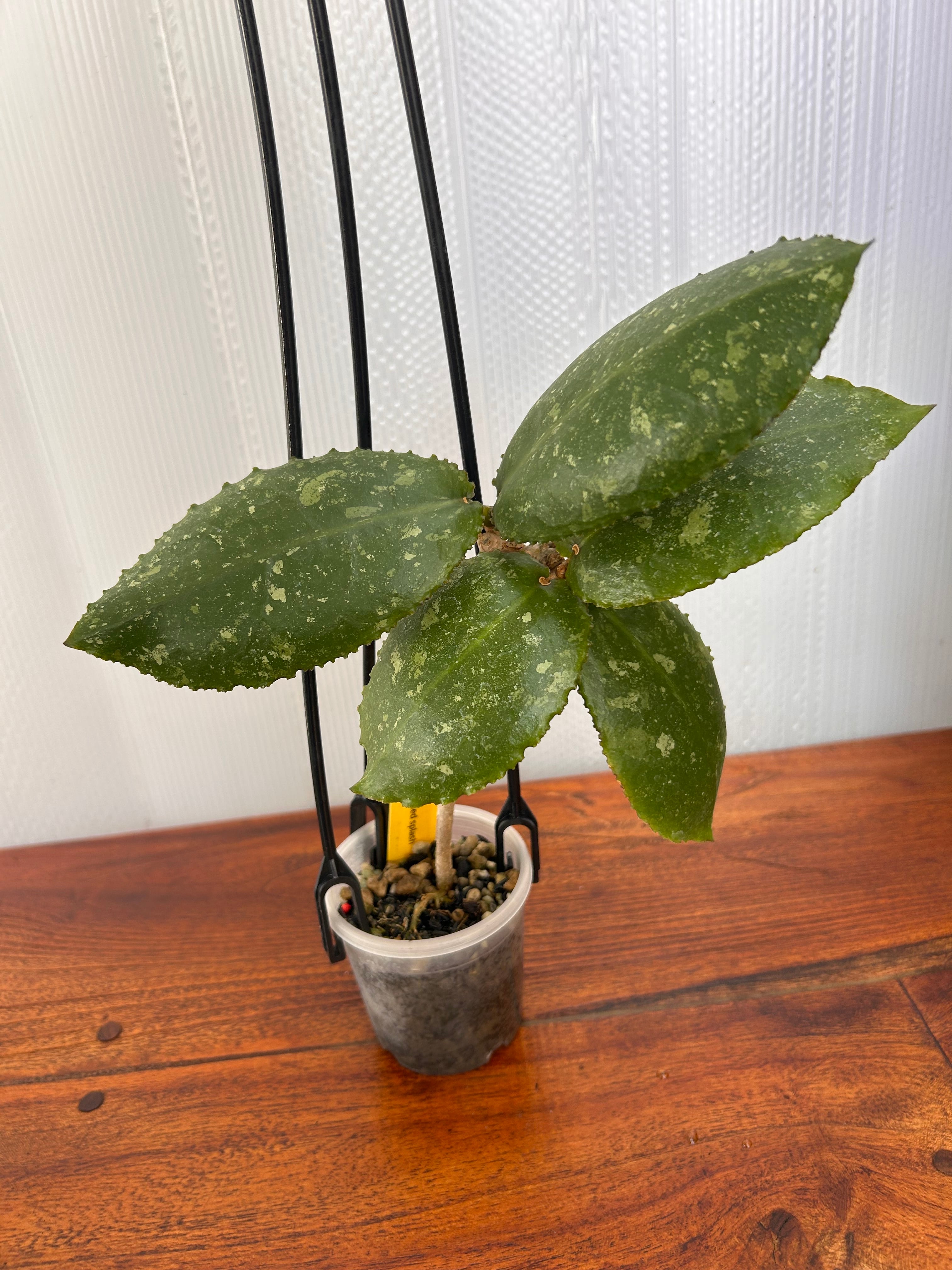 Hoya | BALI-AN 園芸