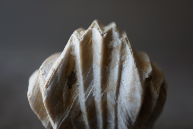 Burmirhynchia decorata 腕足類化石 956