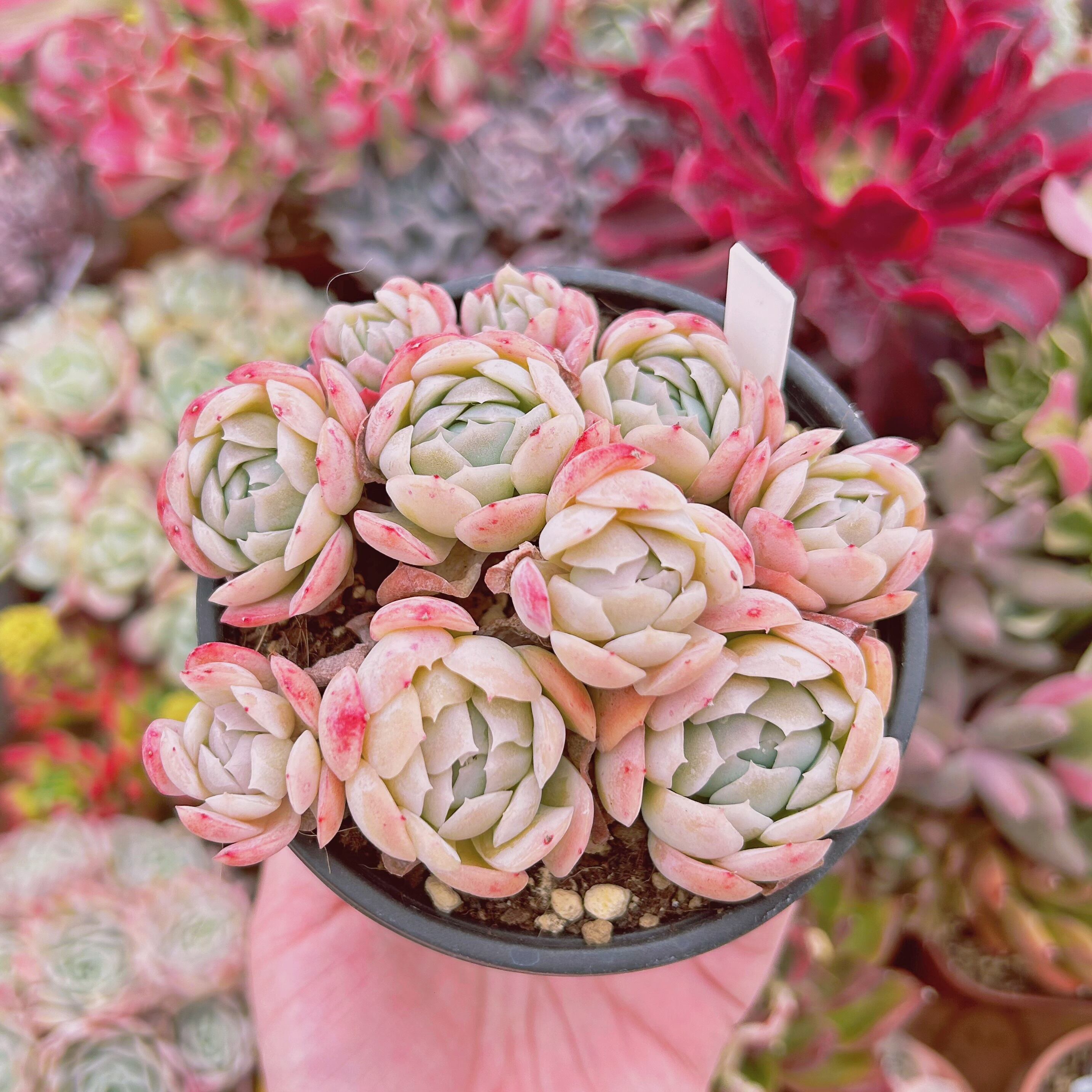 #579現物　多肉植物　ストロベリー　特大