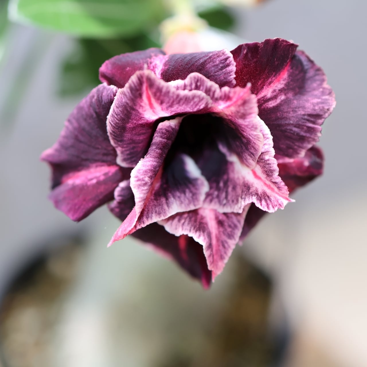 318 その花に目を奪われる『アデニウム KN185』観葉植物 【送料無料
