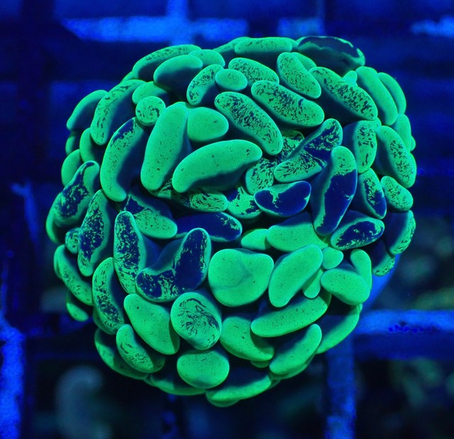 ParaAncora Green Merble 2
