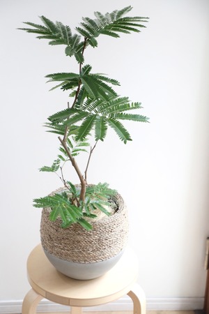 【M】エバーフレッシュ /Pithecellobium confertum ever fresh