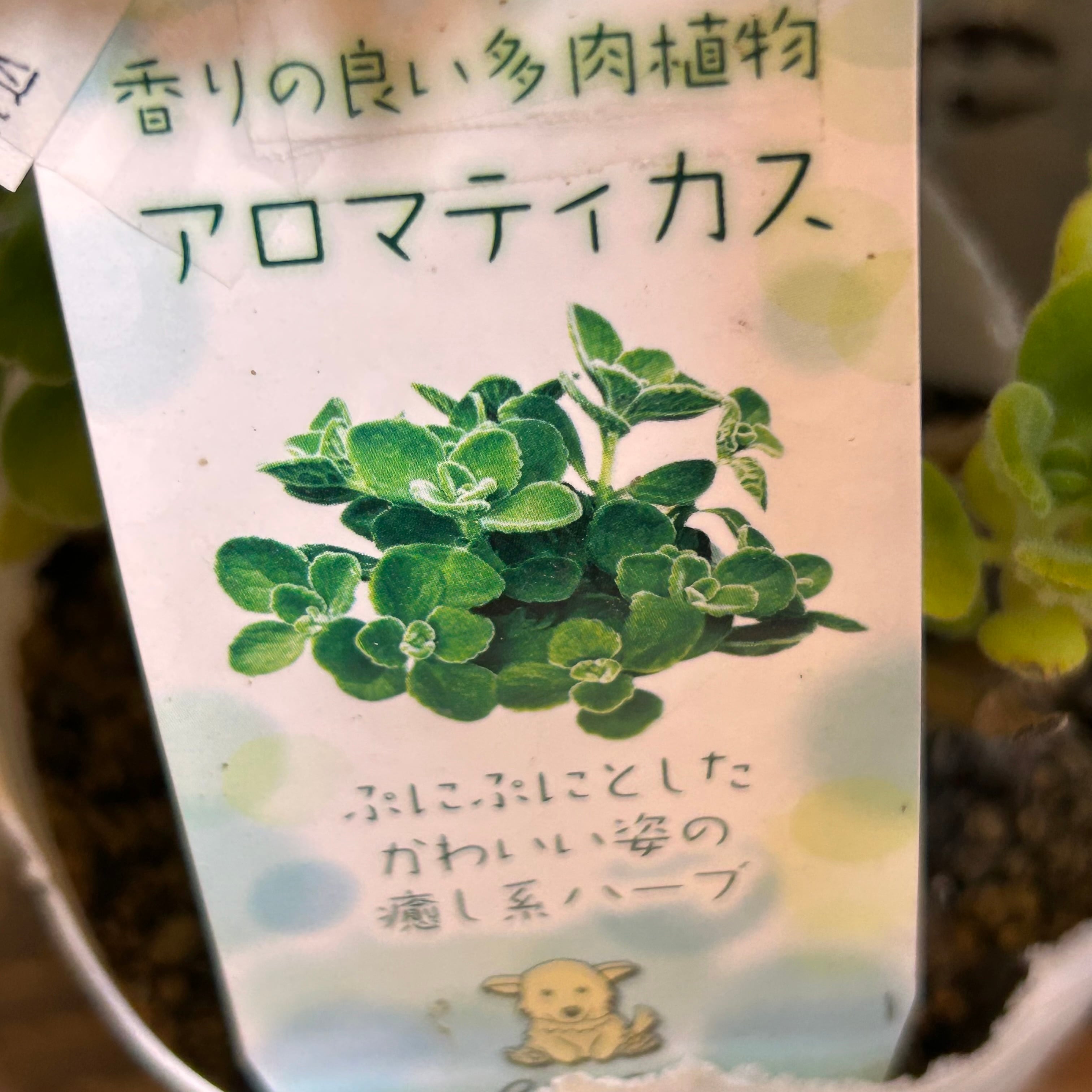 A)アロマティカス | RuPo 多肉植物専門店