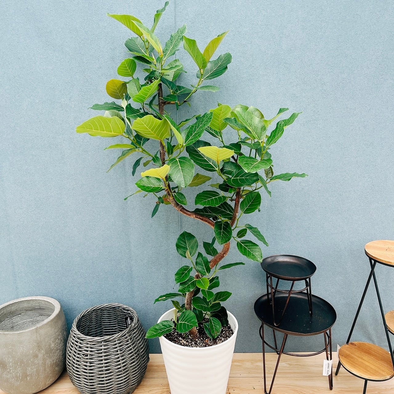現品］【希少】1番 キンモウコウ 7号 観葉植物 レア 室内 希少