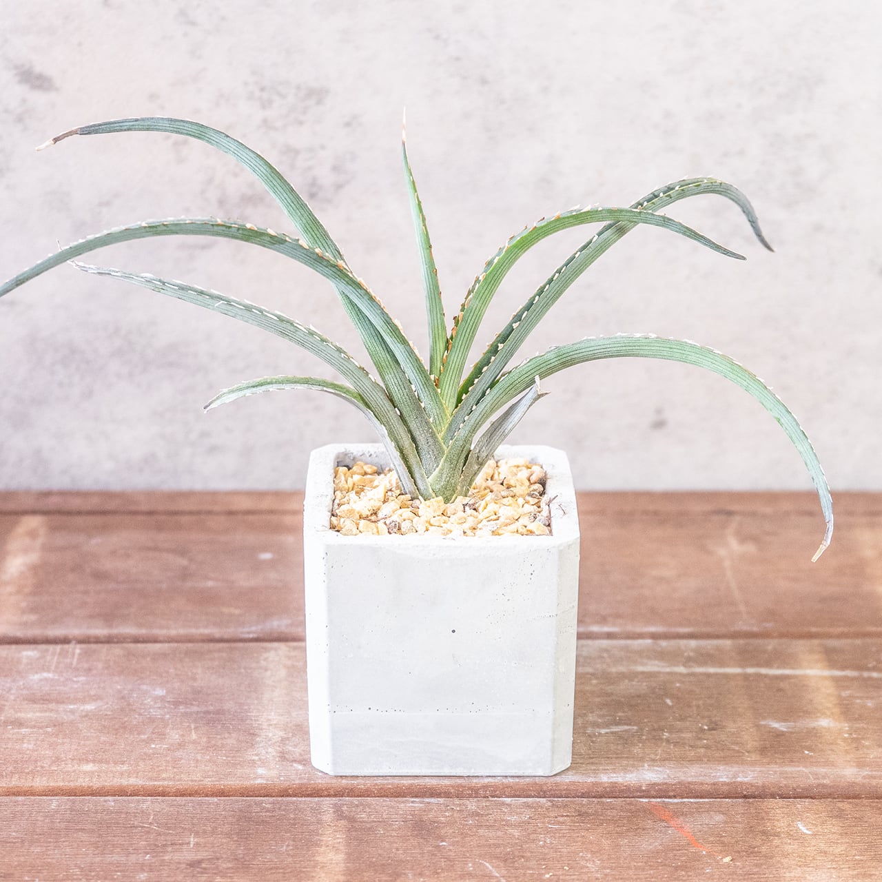 緩やかにカーブを描き放射状に伸びる葉が美しいキシロアカンサ。一株ごとの厳選仕入れだからこそ出会える、均整の取れた極上のシルエット。｜虫発生抑制｜送料全国一律850円