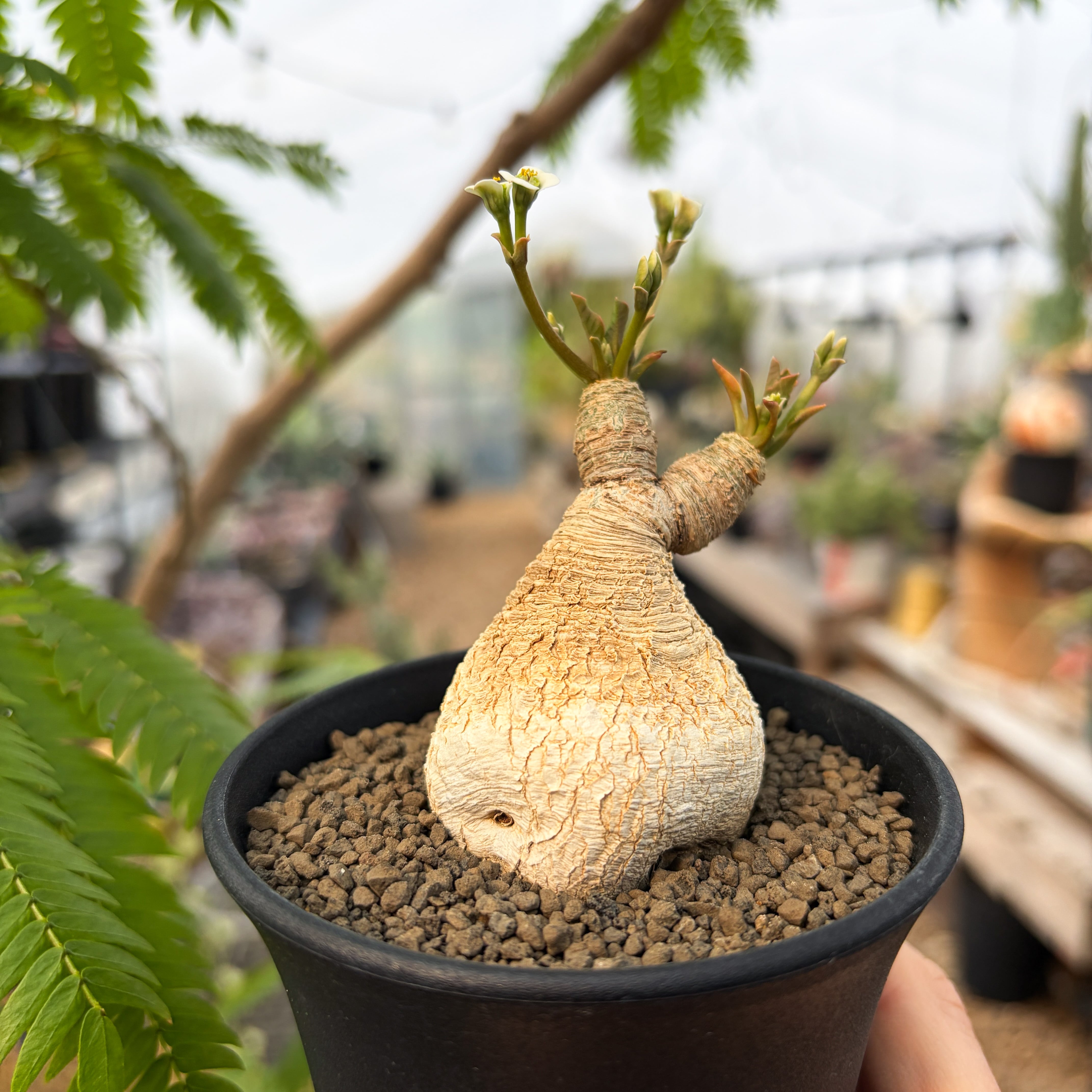 フィッシュボーン　スパルリンギー　ユーフォルビア Euphorbia spannringii【ユーフォルビア・スパンリンギー(フィッシュ