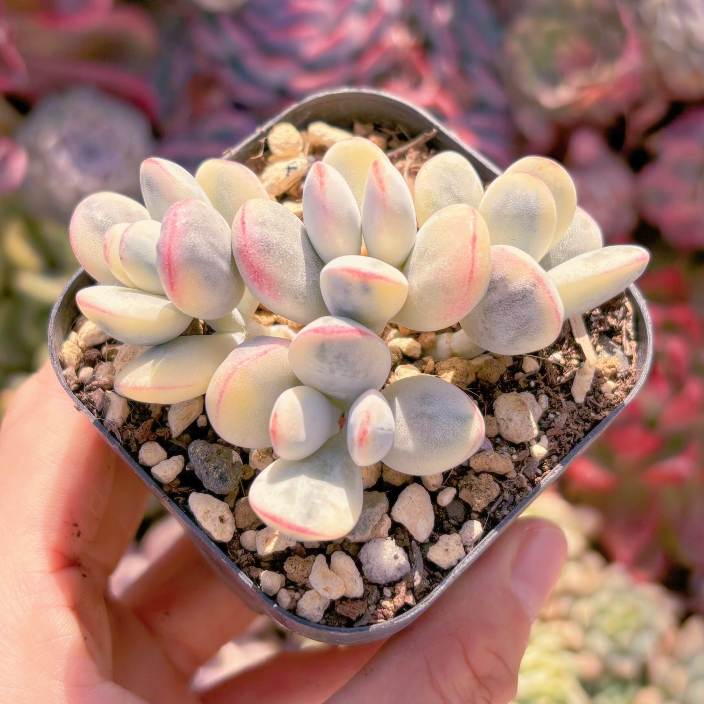 現品　達磨福娘錦#1160　るる農園