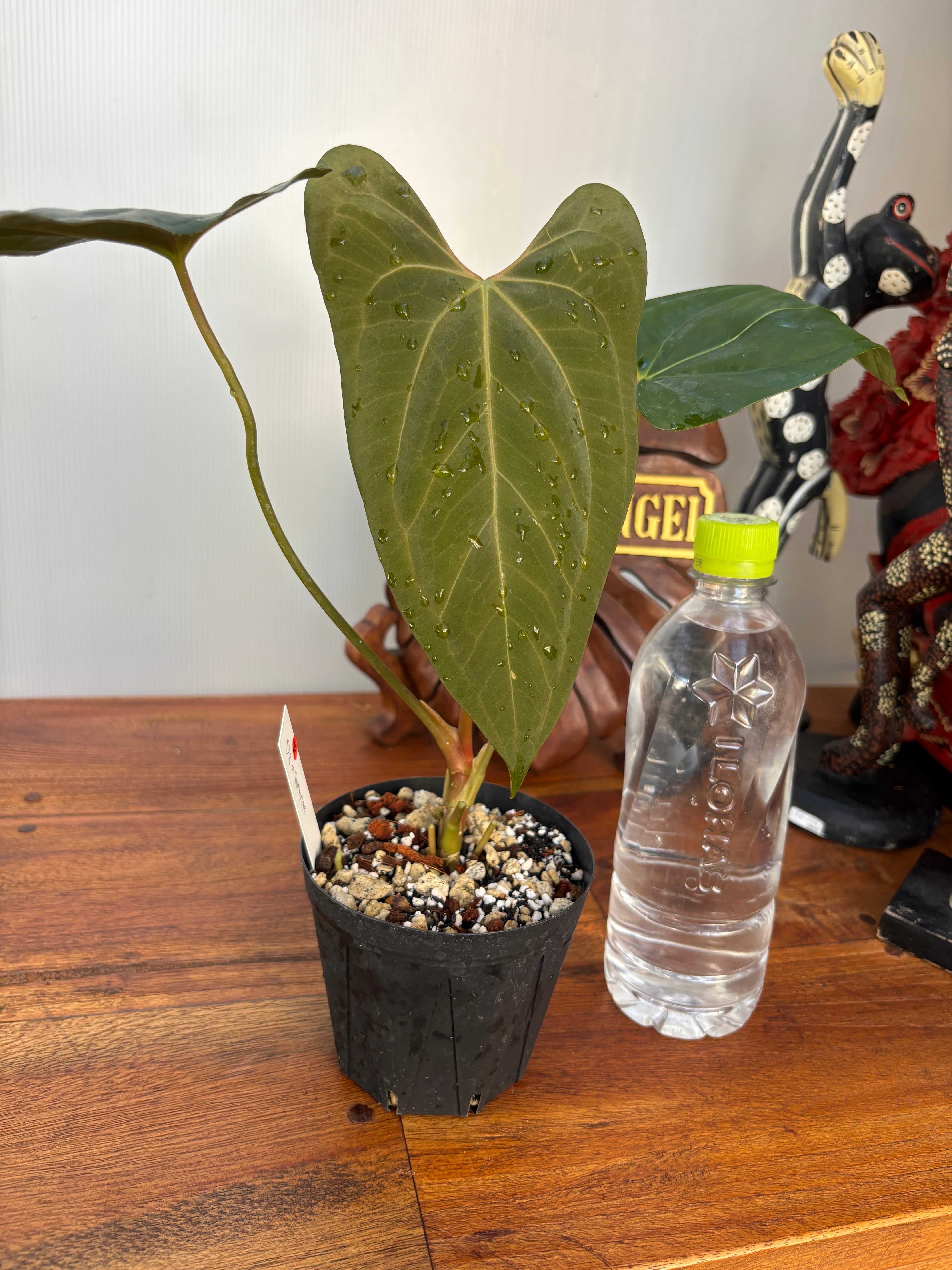 Anthurium | BA PLants