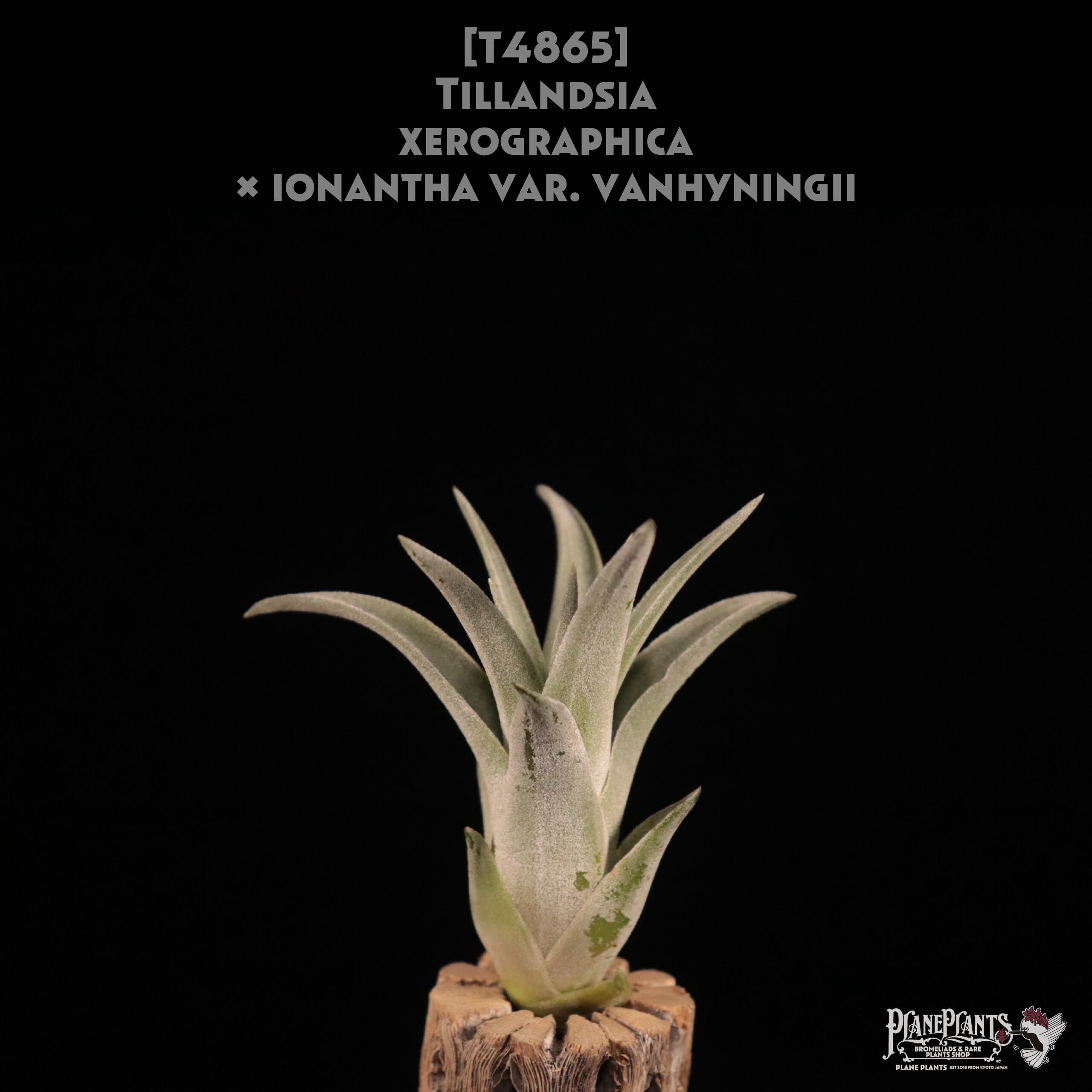 ブロメリア・エアープランツ Tillandsia Ionantha Variegata Ionantha Variegata Medium Air Plant *RARE Variegated Tillandsia