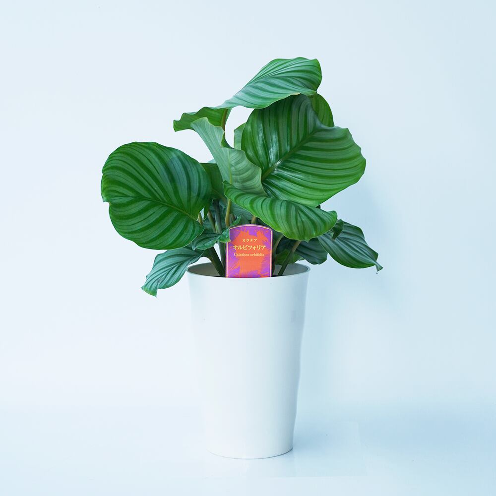 リビンググリーン カラテア オルビフォリア 6号 プラスチック鉢 送料込 よいはな Yoihana 最高品質のお花をお届けするネット通販