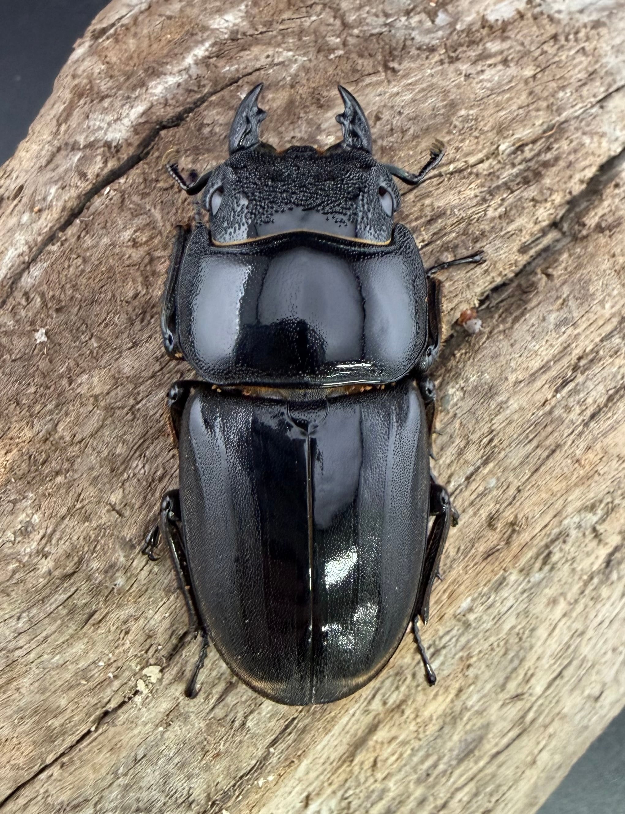 スマトラオオヒラタ クロブスター血統 85mm ペア》 | KPW公式