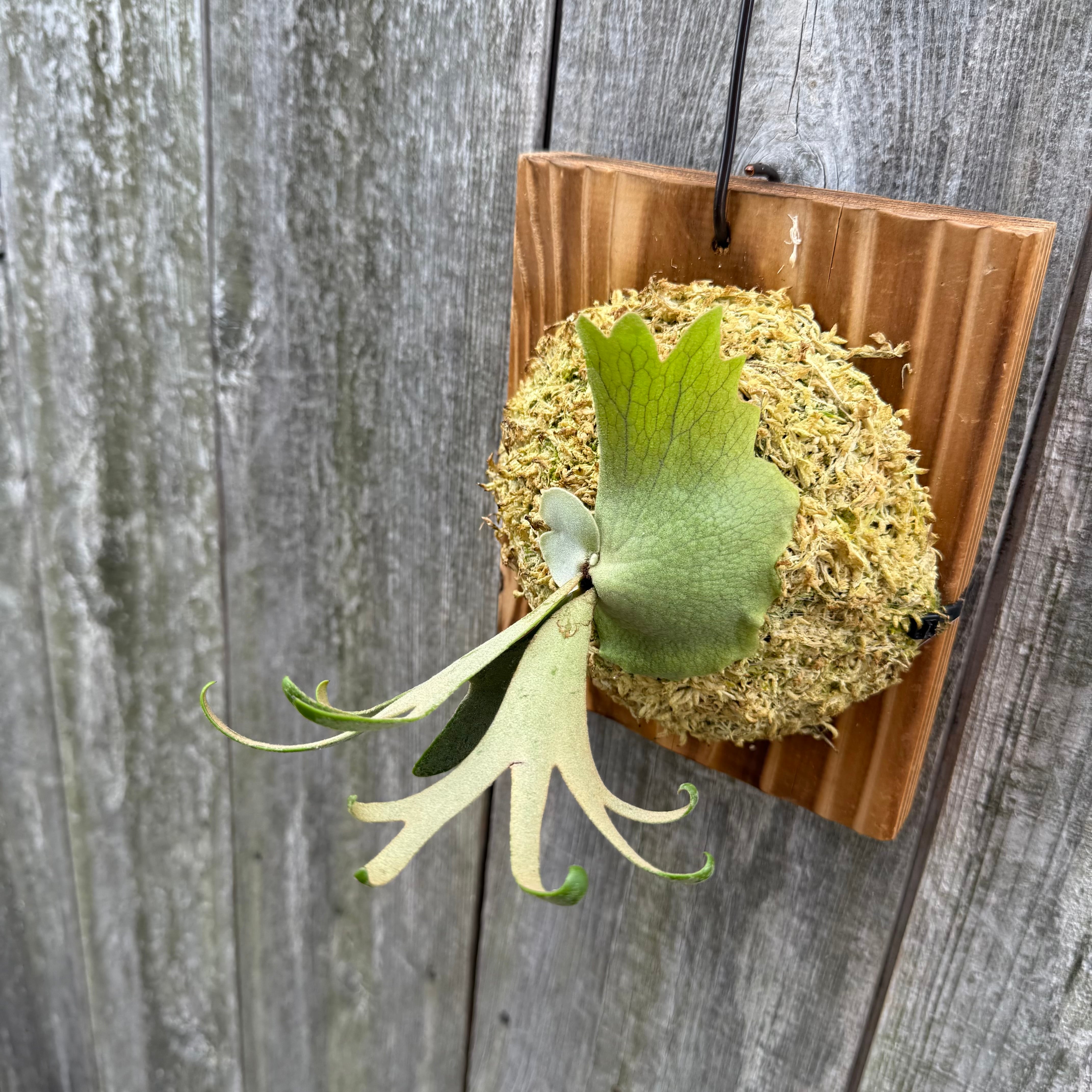 P. willinckii Jenny (TC) | naturefix