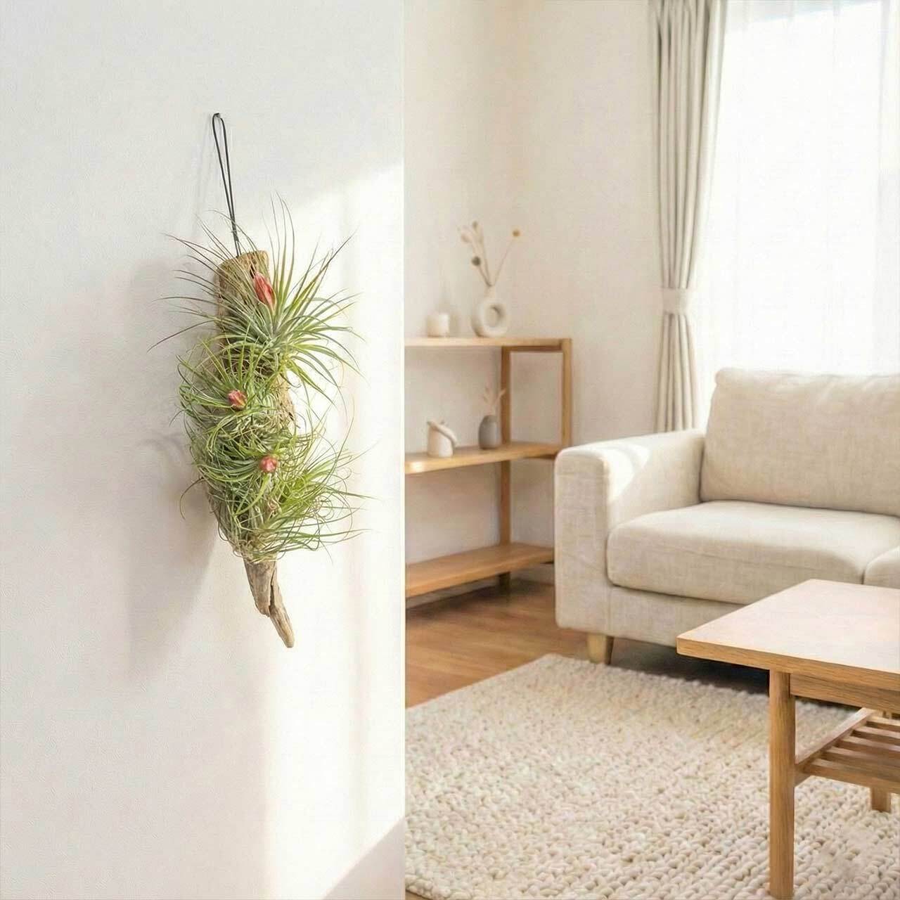 エアプランツ ストリクタ 流木仕立て 花咲く観葉植物 土を使わない 清潔 インテリアグリーン