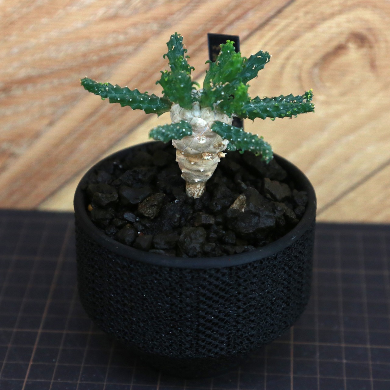 Euphorbia inermis 九頭竜 (ユーフォルビア イネルミス) / 実生 / 3号鉢 / Lot.001