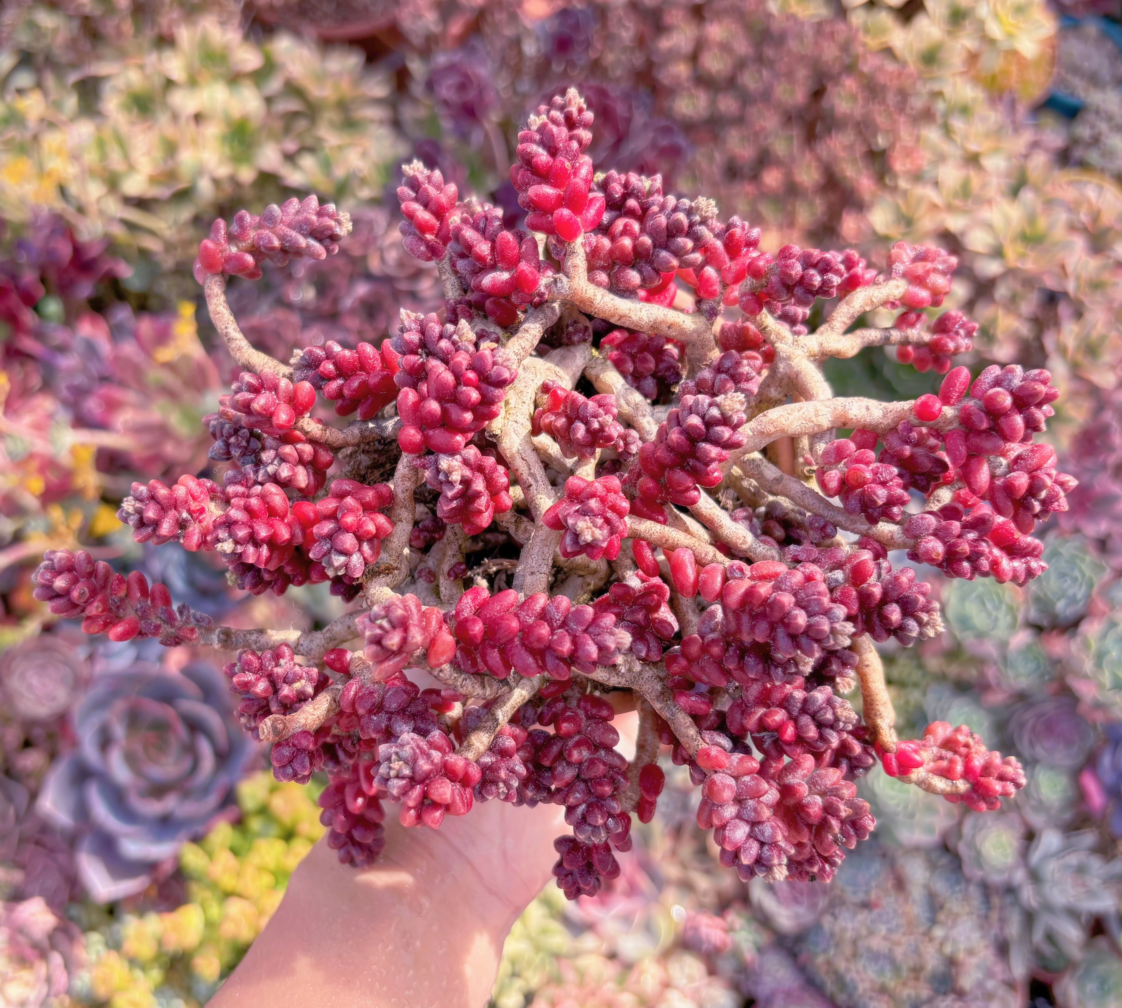 現品　珊瑚礁#2184　新入荷　るる農園