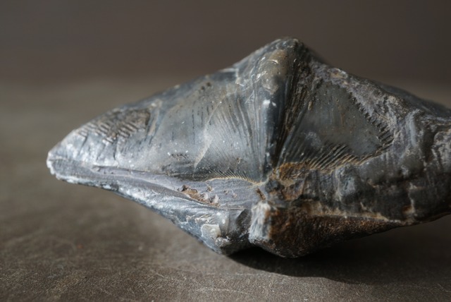 ベルギー産腕足類化石 Cyrtospirifer verneuili 1484