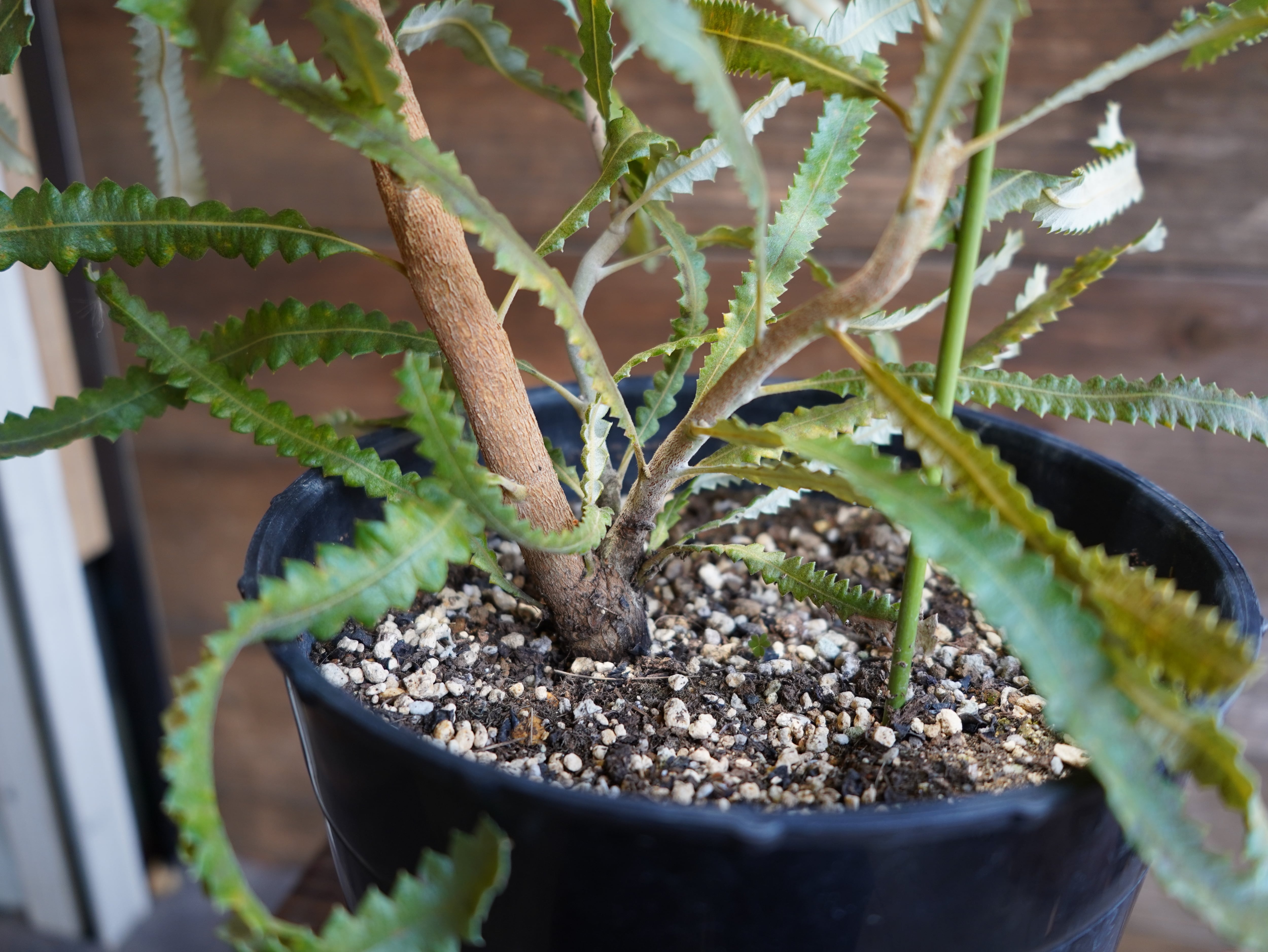 【現物】バンクシア　”メンジーシー”　