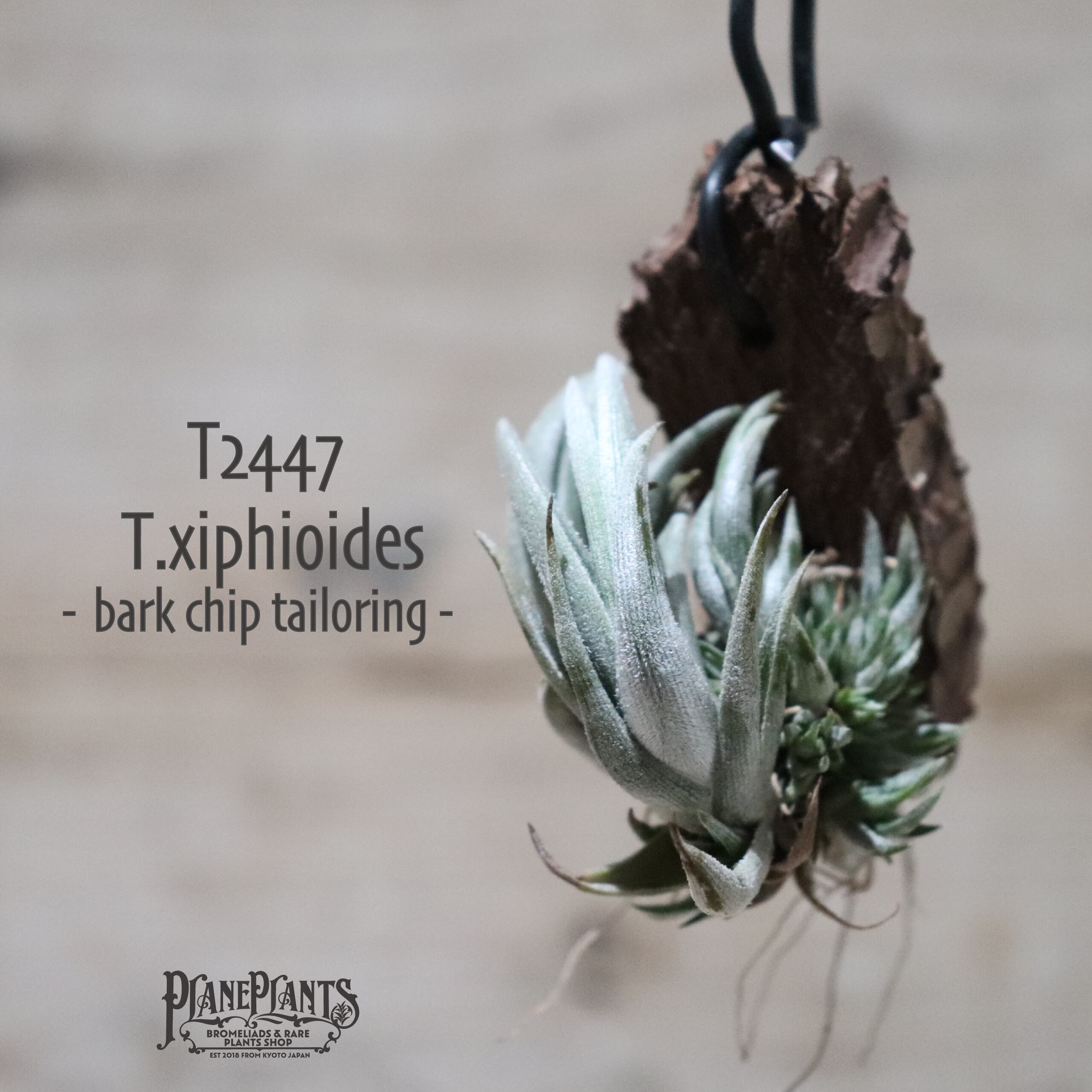 【送料無料】xiphioides〔エアプランツ〕現品発送T2447
