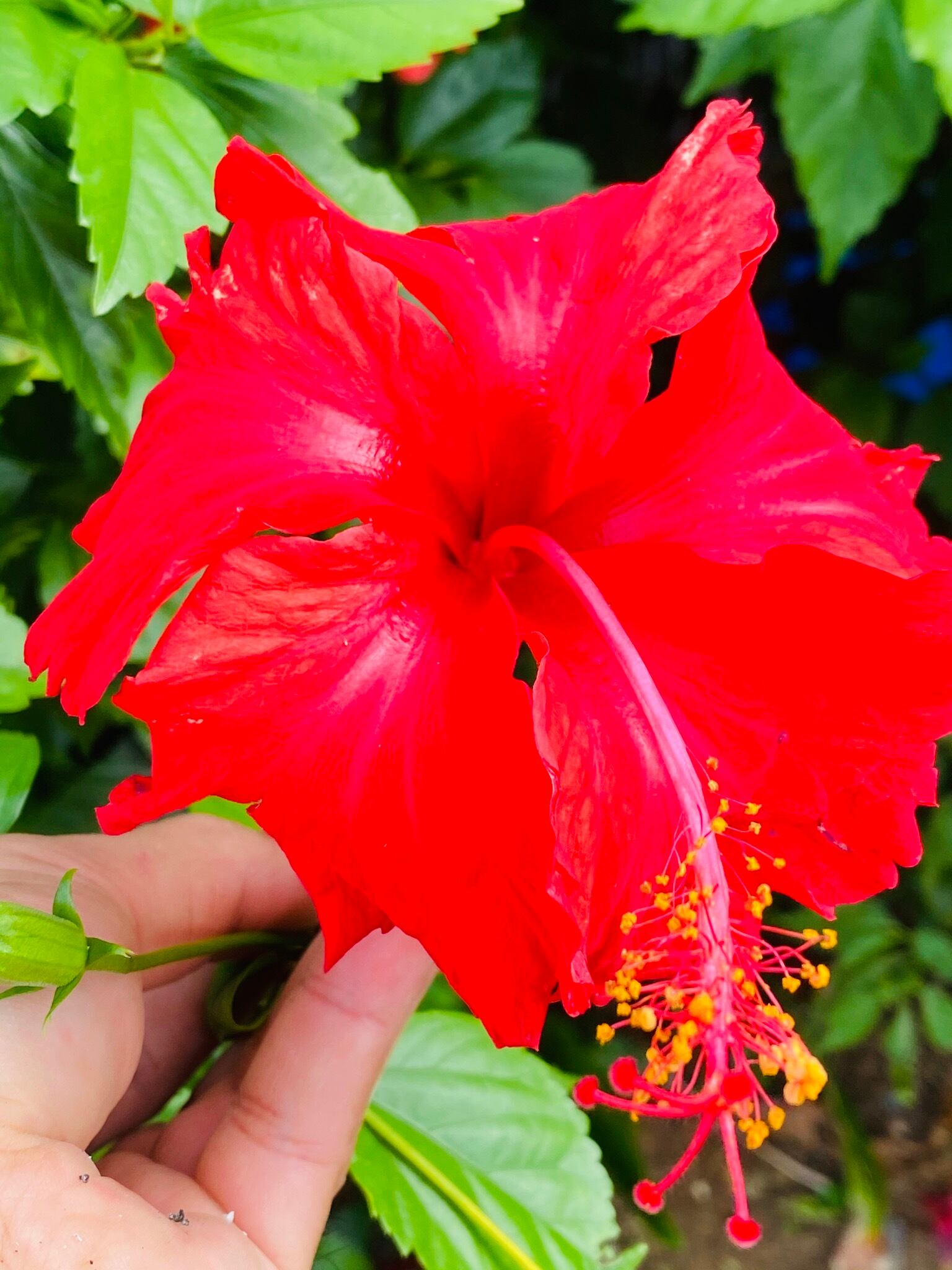 珍しい赤い葉 ハイビスカス サイン入り 安田竜馬cd グッズ