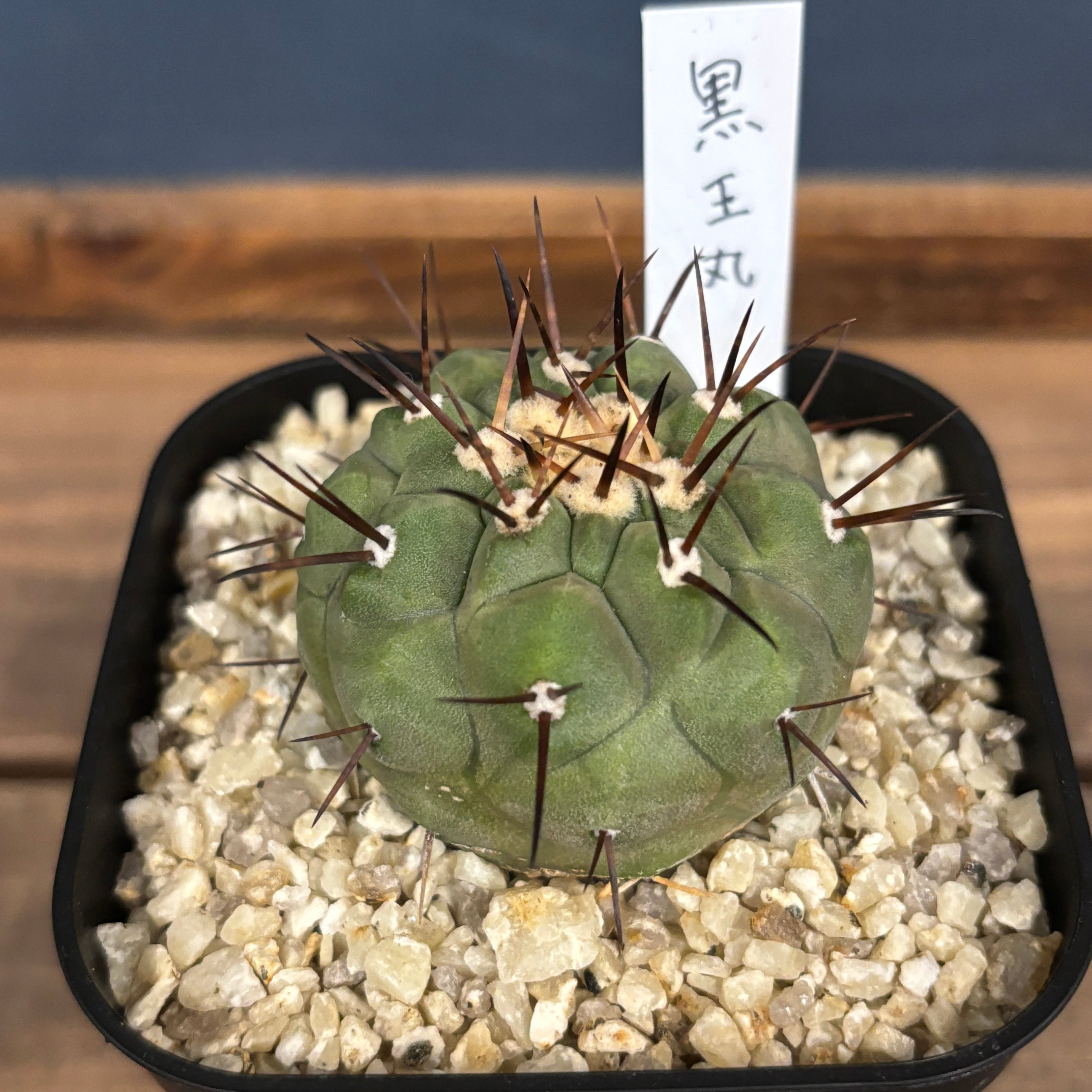 サボテン | PROTOLEAF プロトリーフ