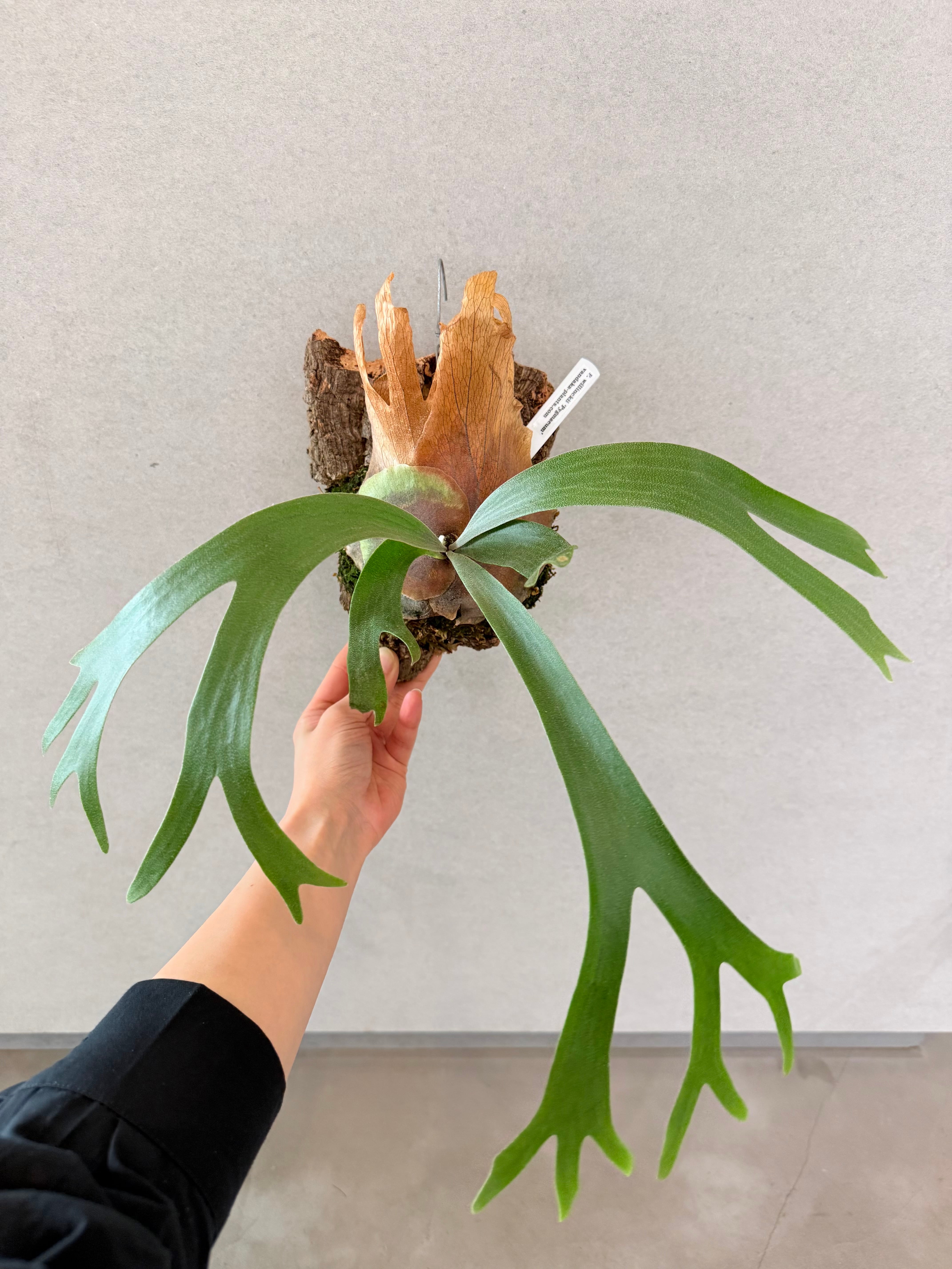 Platycerium_ビカクシダ | vandaka plants