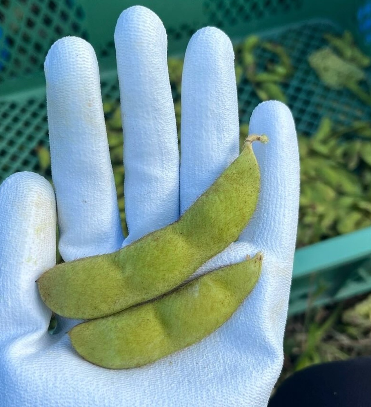 ＜10/2〜9期間限定＞　はところし枝豆　１パック　180g　自然栽培【よしま農園】