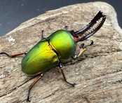 【WD】《パプアキンイロクワガタ 42mm A'品ペア》