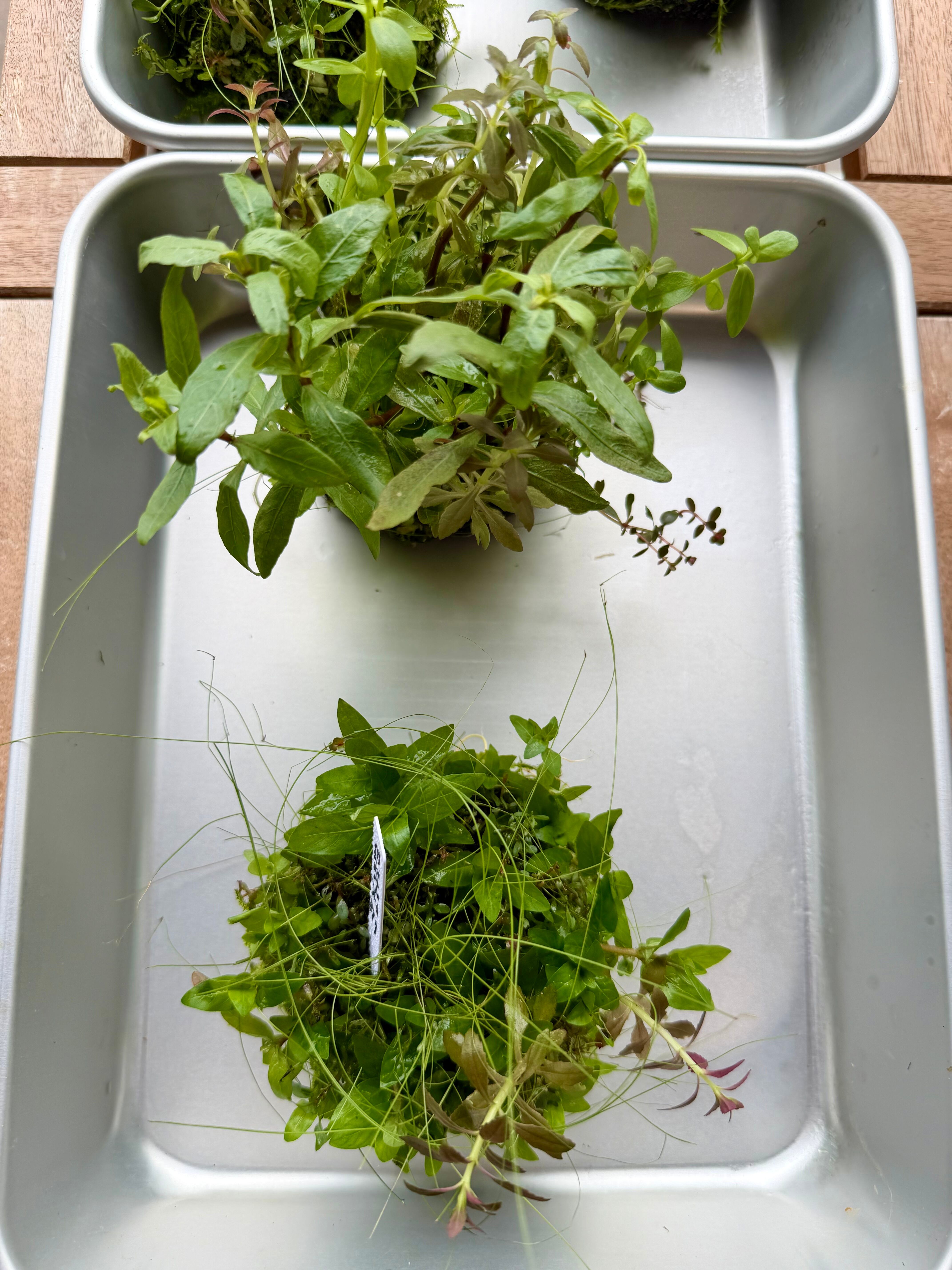 ADA】9月5日ADA侘び草モスベース！モスと有茎草のいいとこ取り！写真の