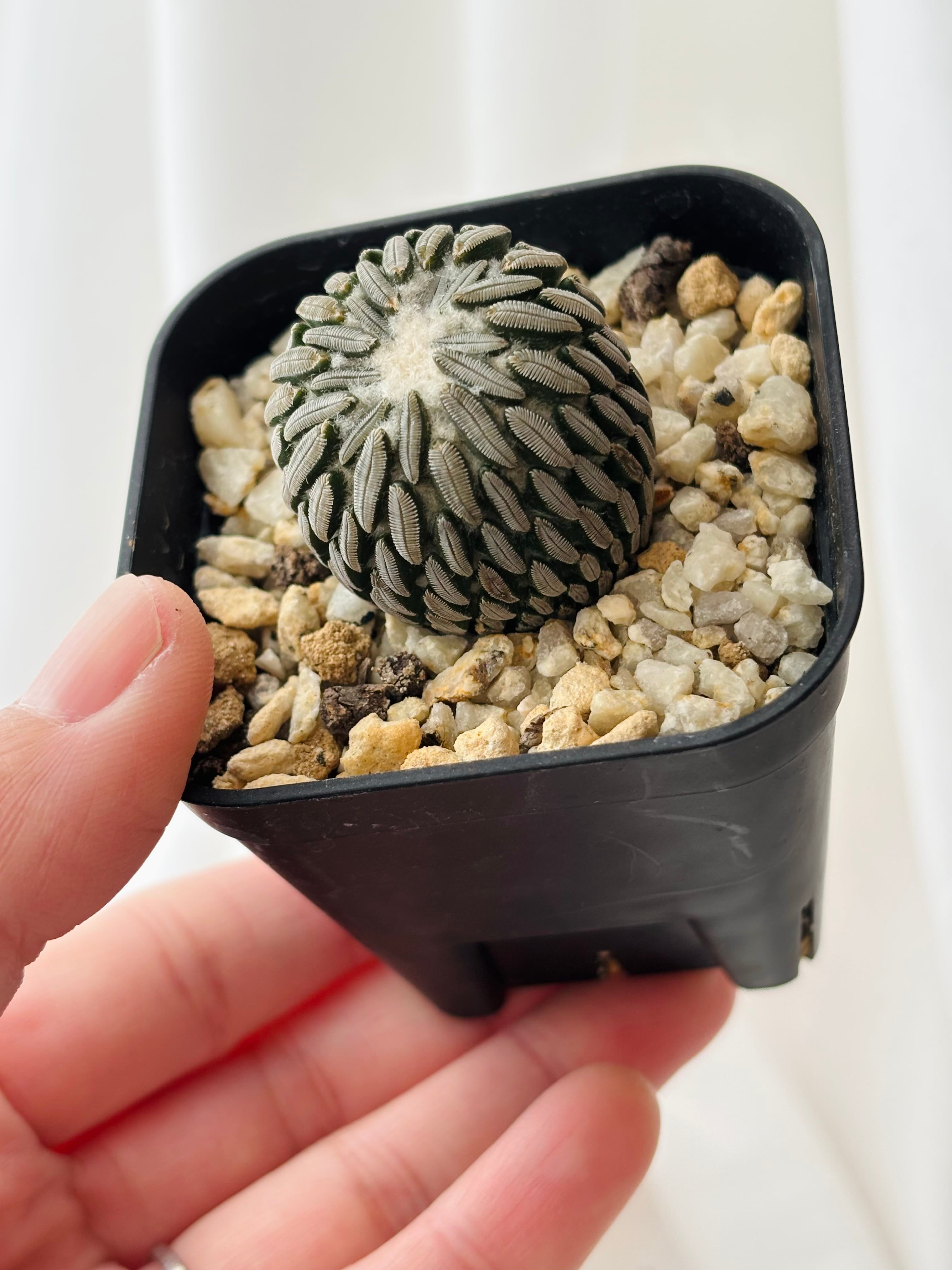 Pelecyphora aselliformis ペレキフォラ 精巧丸 サボテン | plants