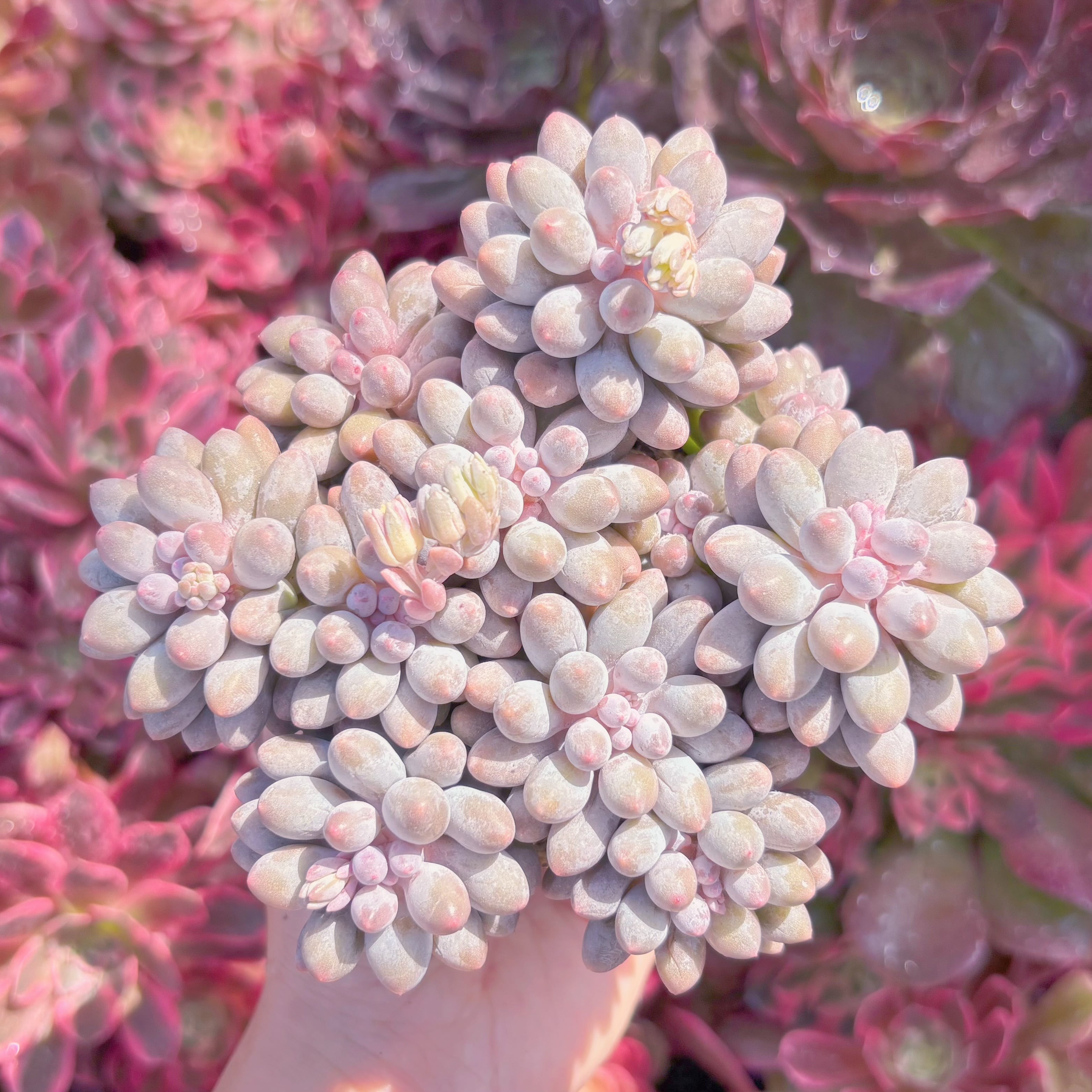 多肉植物　ベビーフィンガー　群生　新入荷　るる農園