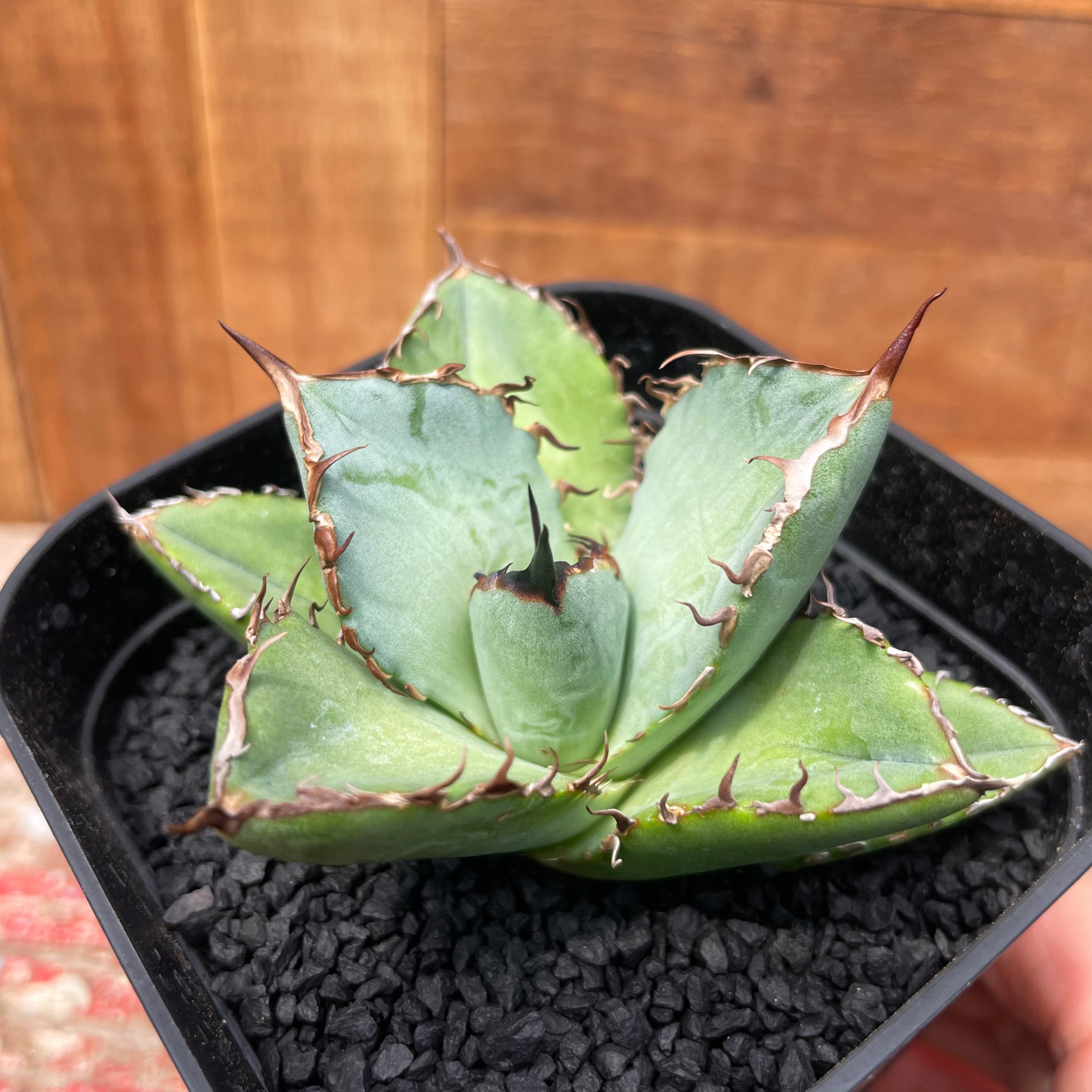 Agave titanota “Black rhino”【チタノタ・黒犀牛】 | RIMO