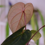 アンスリウム・キングオブスペード × ミシェル②│Anthurium King of Spades × Anthurium Michell