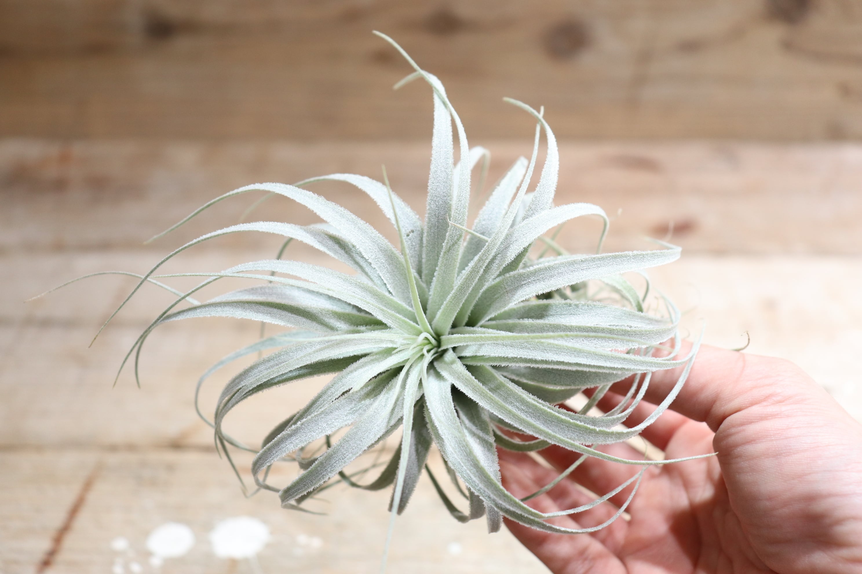 送料無料】chapeuensis var.turriformis〔エアプランツ〕現品発送T2574