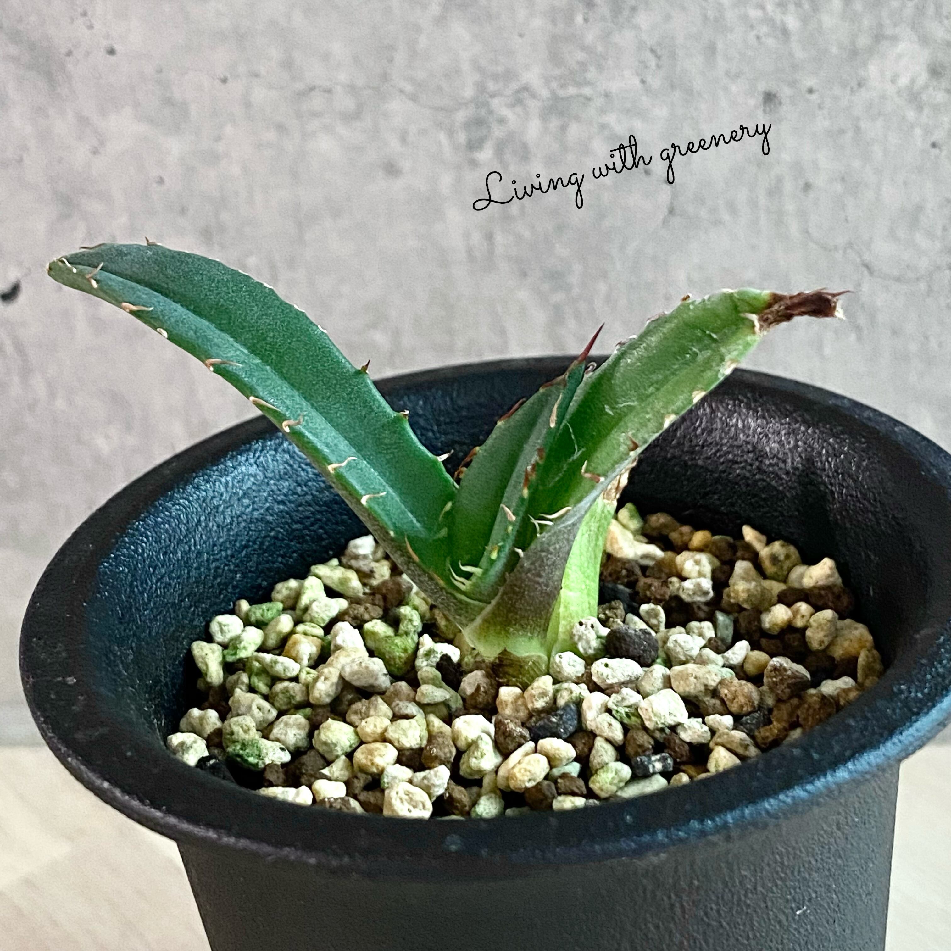 agave titanota No1 子株/アガベ チタノタ ナンバーワン 子株【観葉 植物】【多肉植物】【インテリア】【  鉢込み発送】【発根済】【美株】