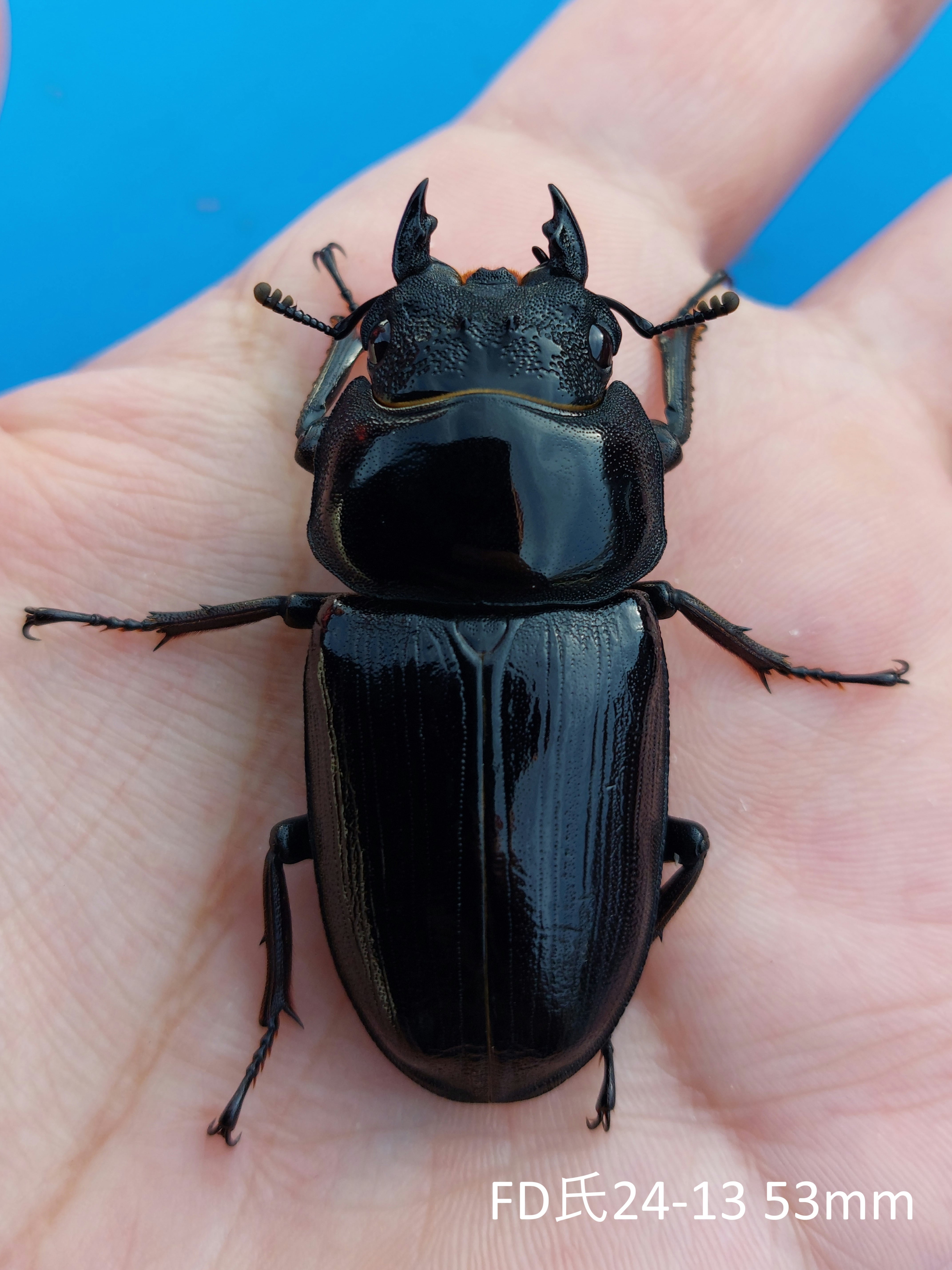 久留米産オオクワガタ専門店『OokuwaMemories』