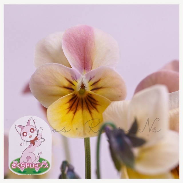 見元園芸オリジナルビオラ：さくらドロップス（3.5号）見元園芸　ビオラ　丸弁系　アプリコットピンク　ピンク　